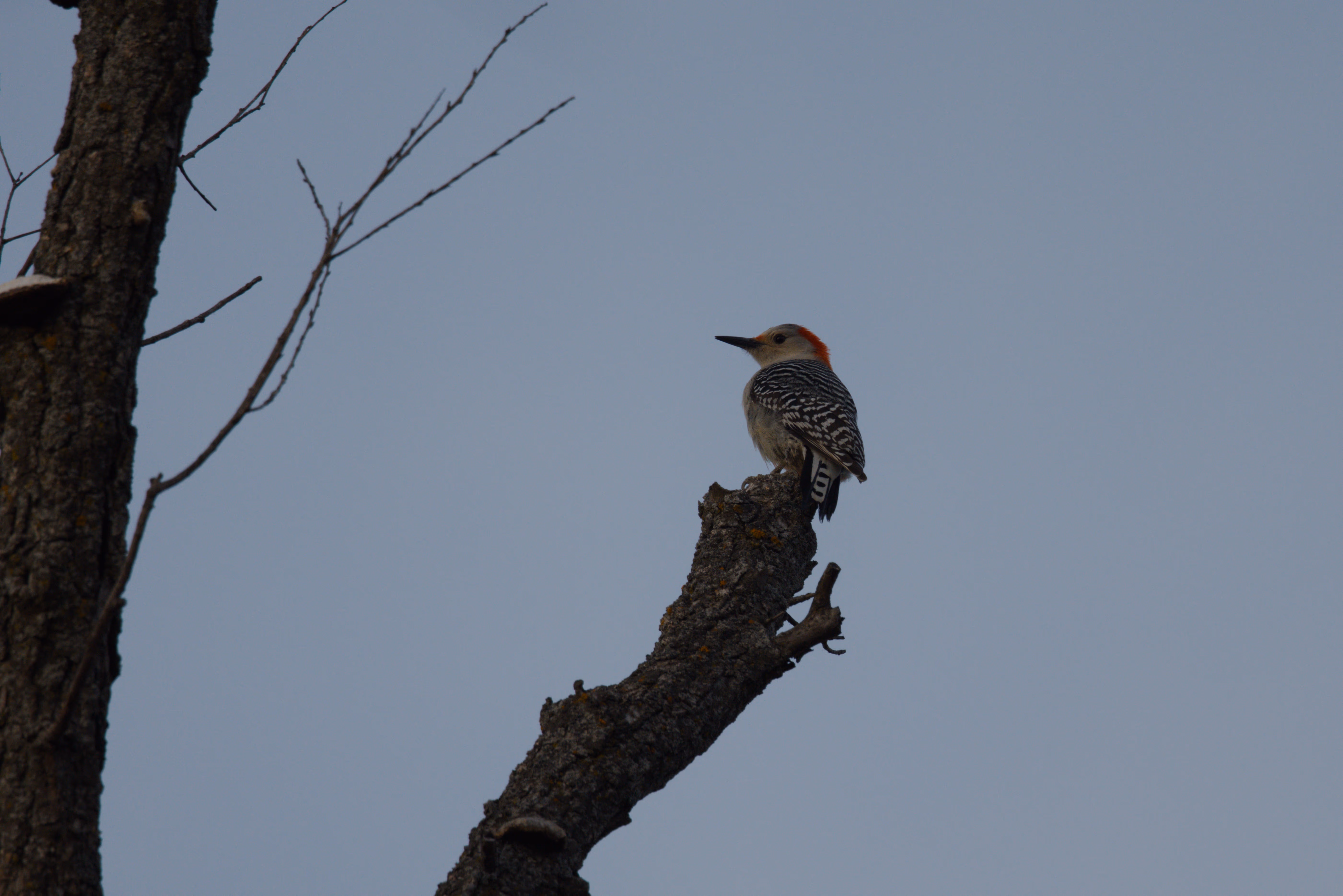 Red-bellied Woodpecker trip cover
