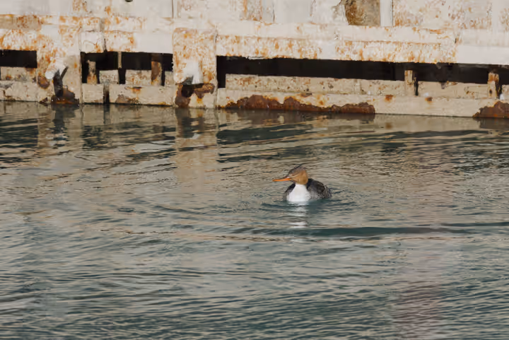 Red-breasted Merganser trip image