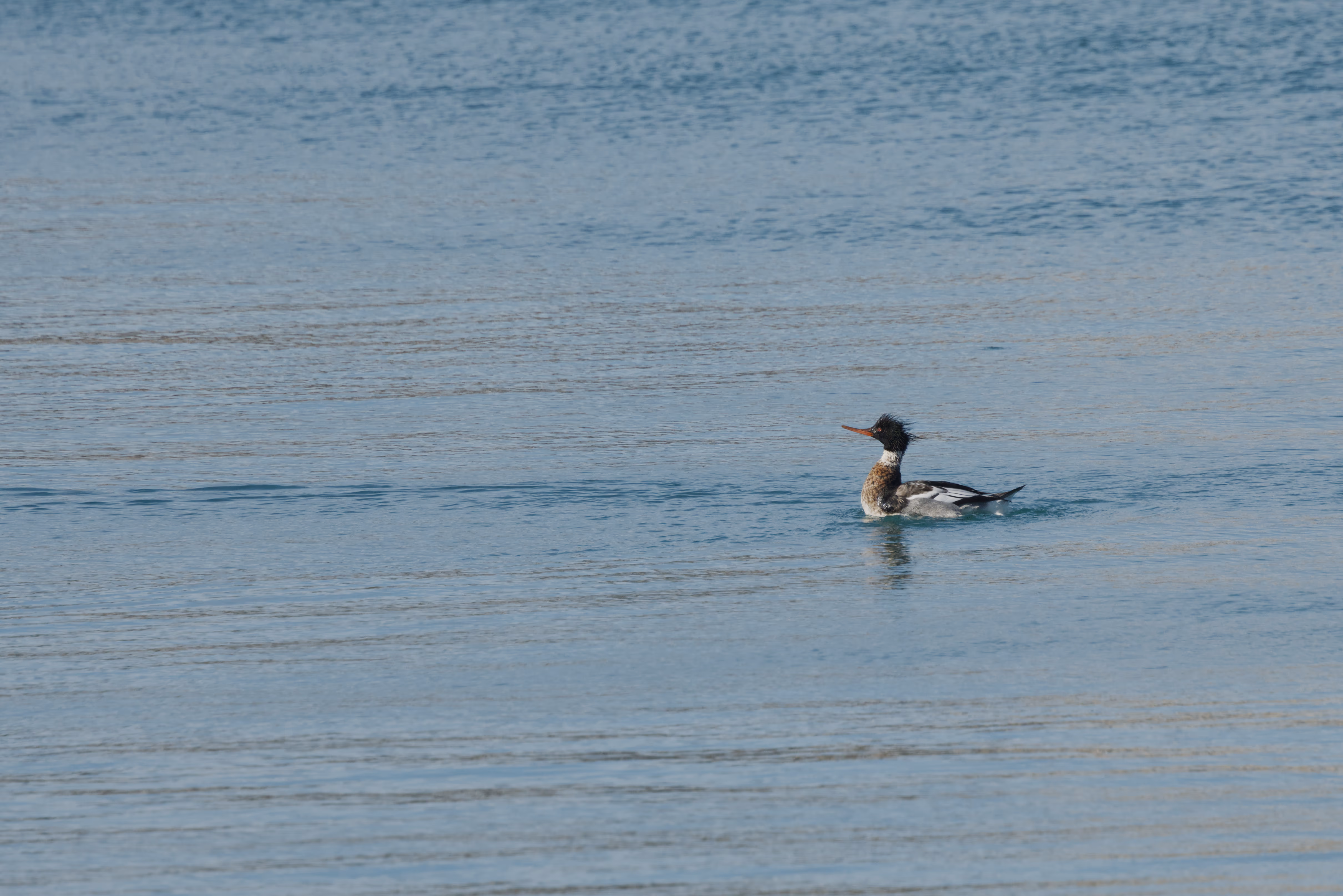 Red-breasted Merganser photograph 1