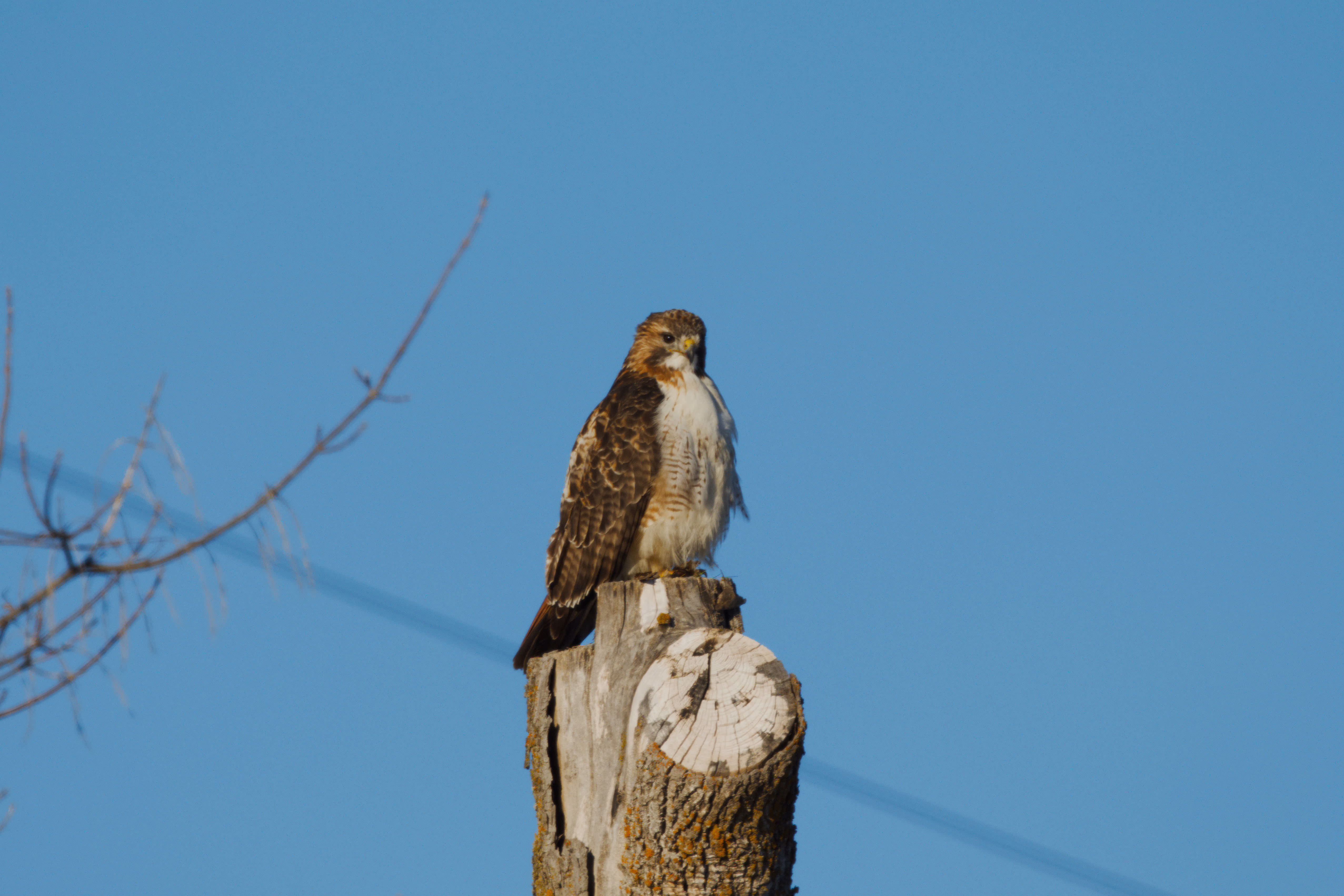 Red-tailed Hawk photograph 5