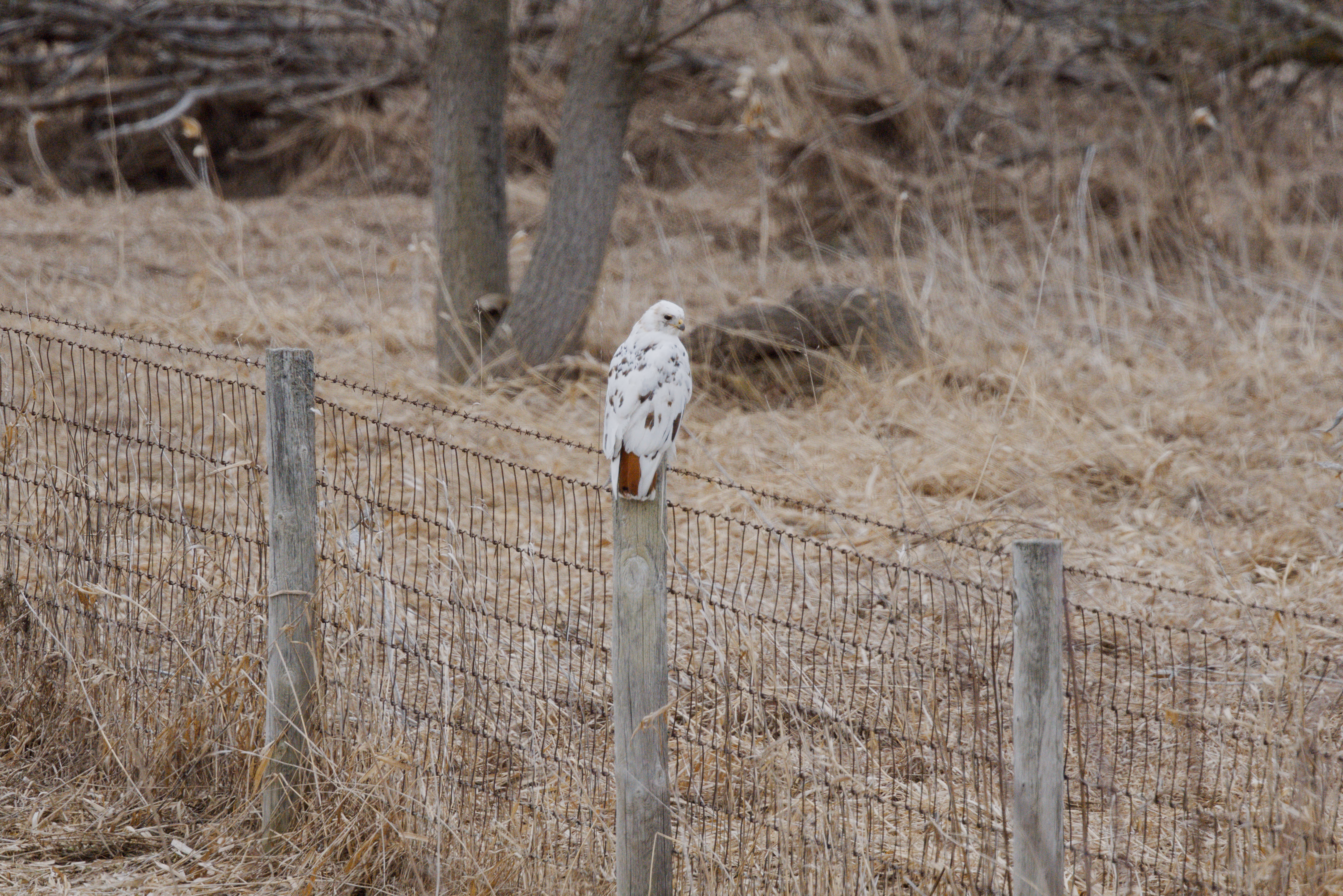 Red-tailed Hawk photograph 3