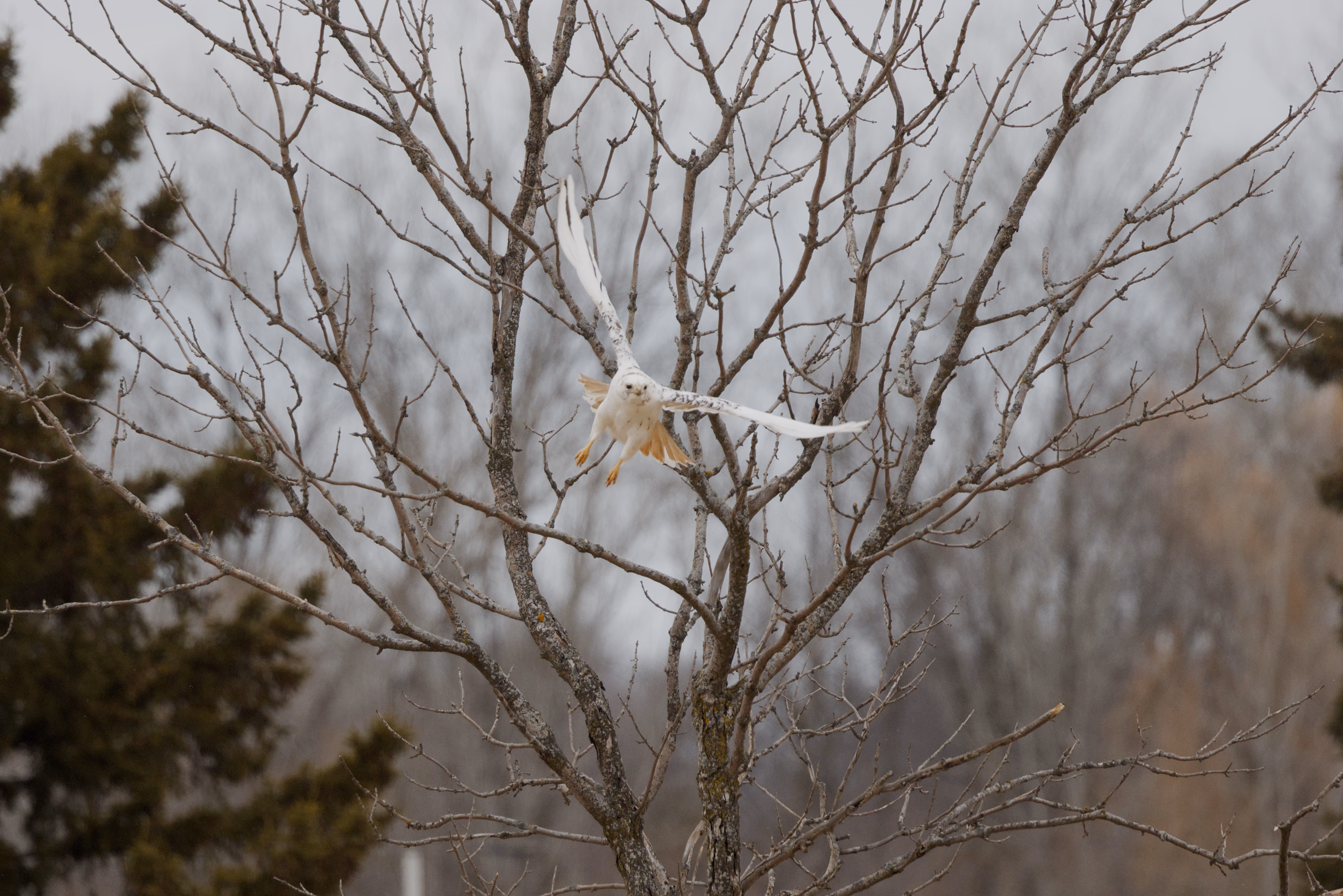 Red-tailed Hawk trip cover