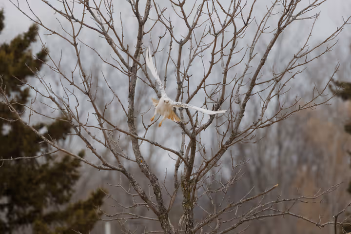 Red-tailed Hawk recent capture