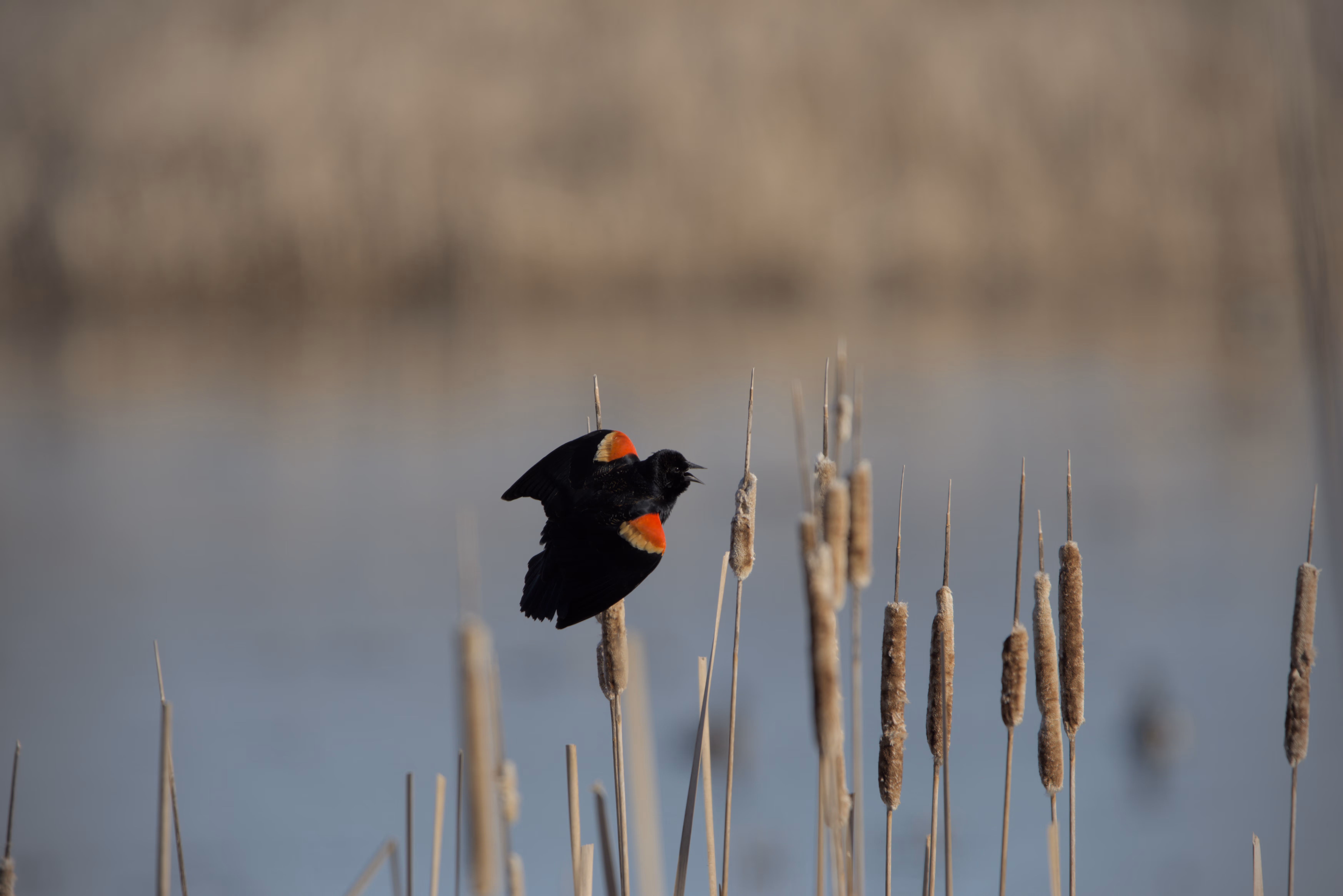 Red-winged Blackbird photograph 1