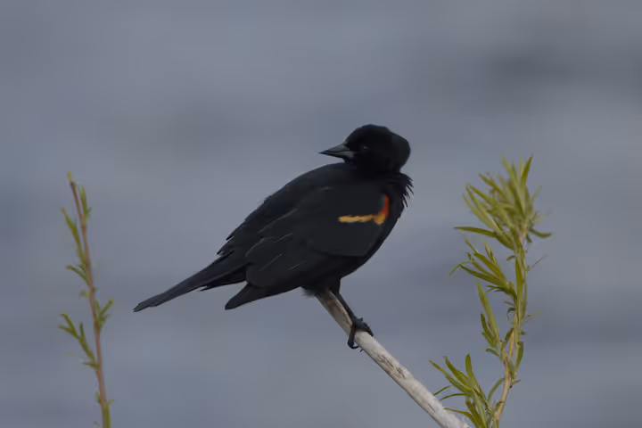 Red-winged Blackbird trip image