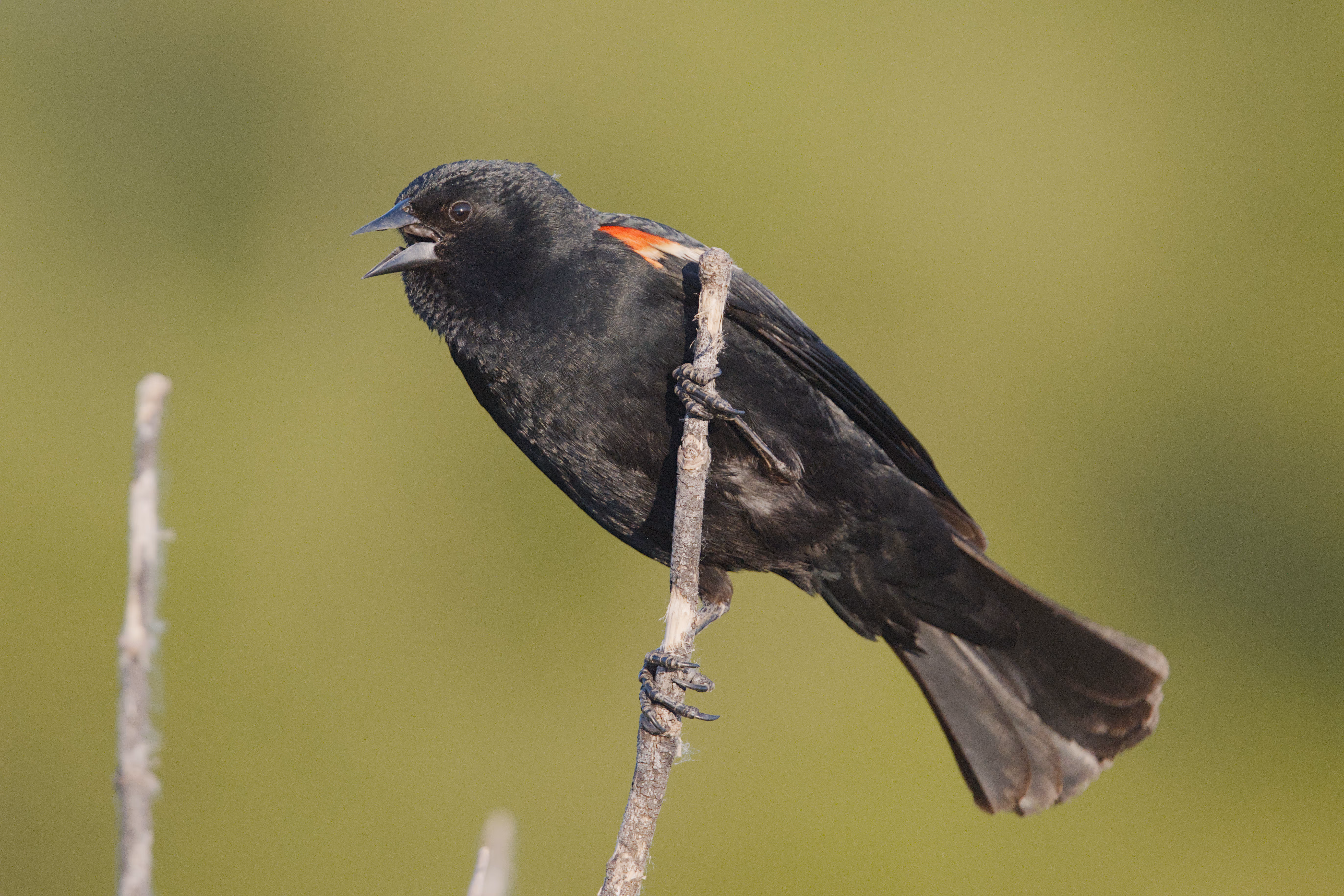 Red-winged Blackbird photograph 1