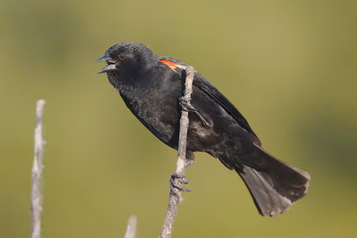 Red-winged Blackbird recent capture