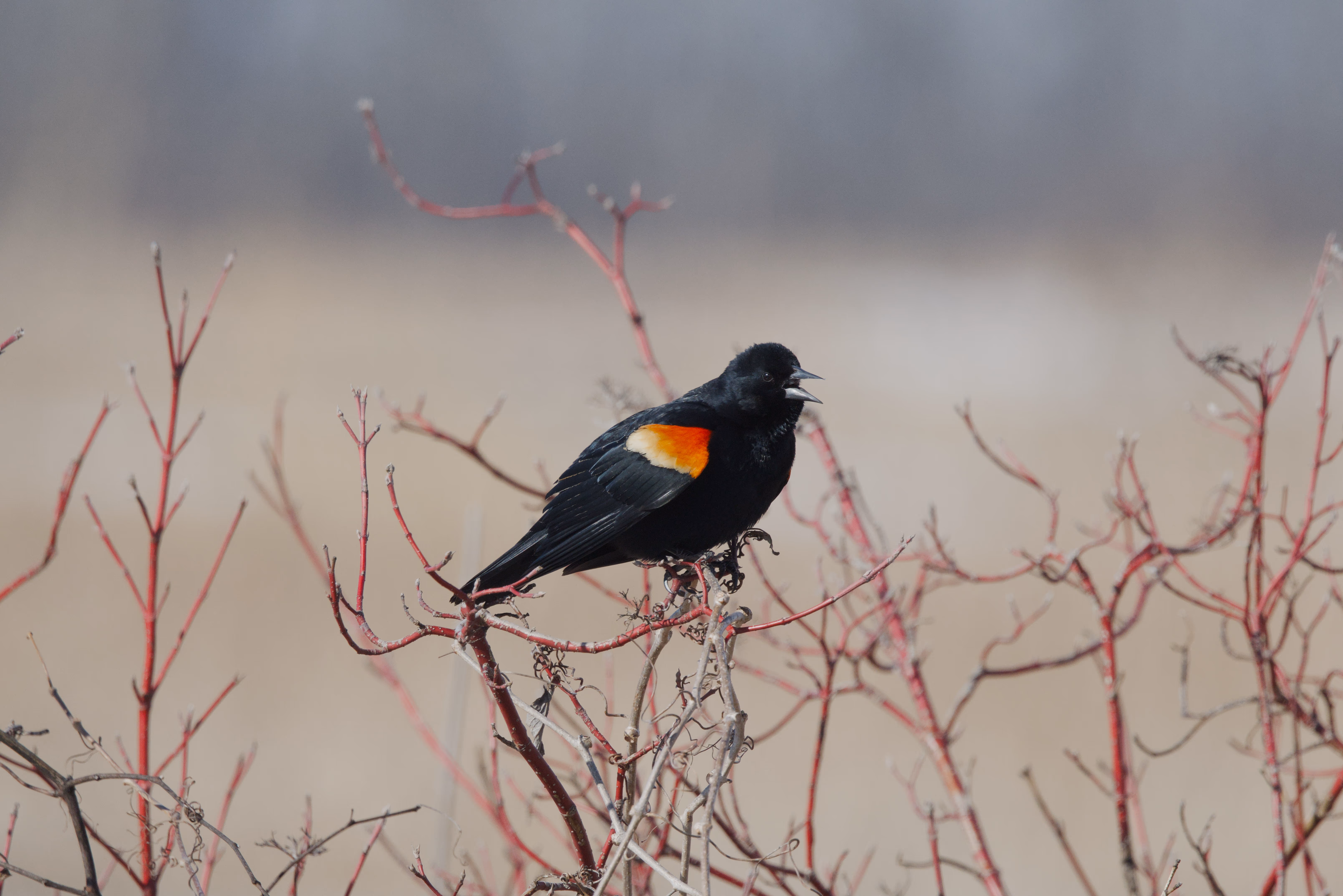 Red-winged Blackbird trip cover