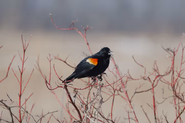 Red-winged Blackbird trip image