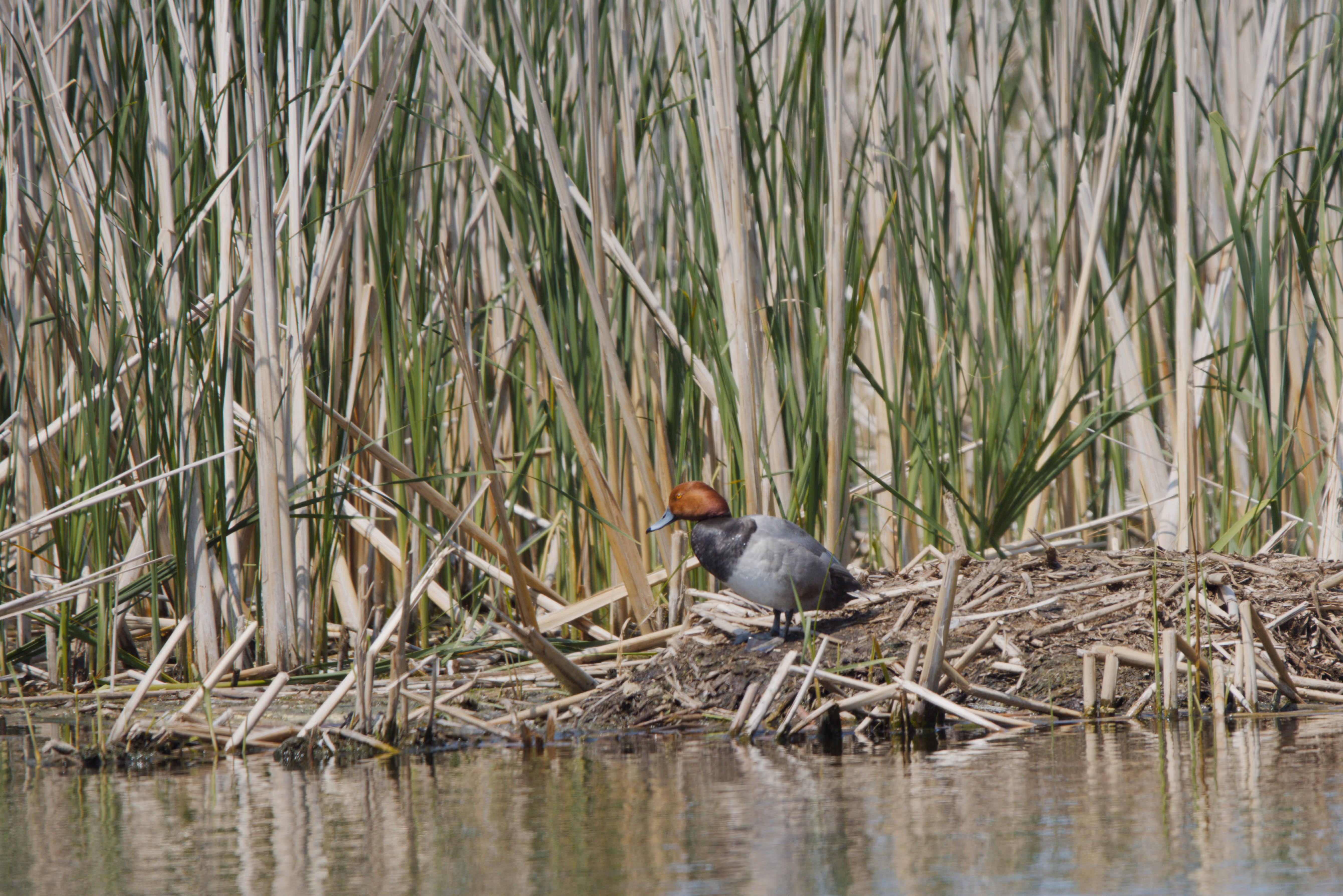 Redhead photograph 1