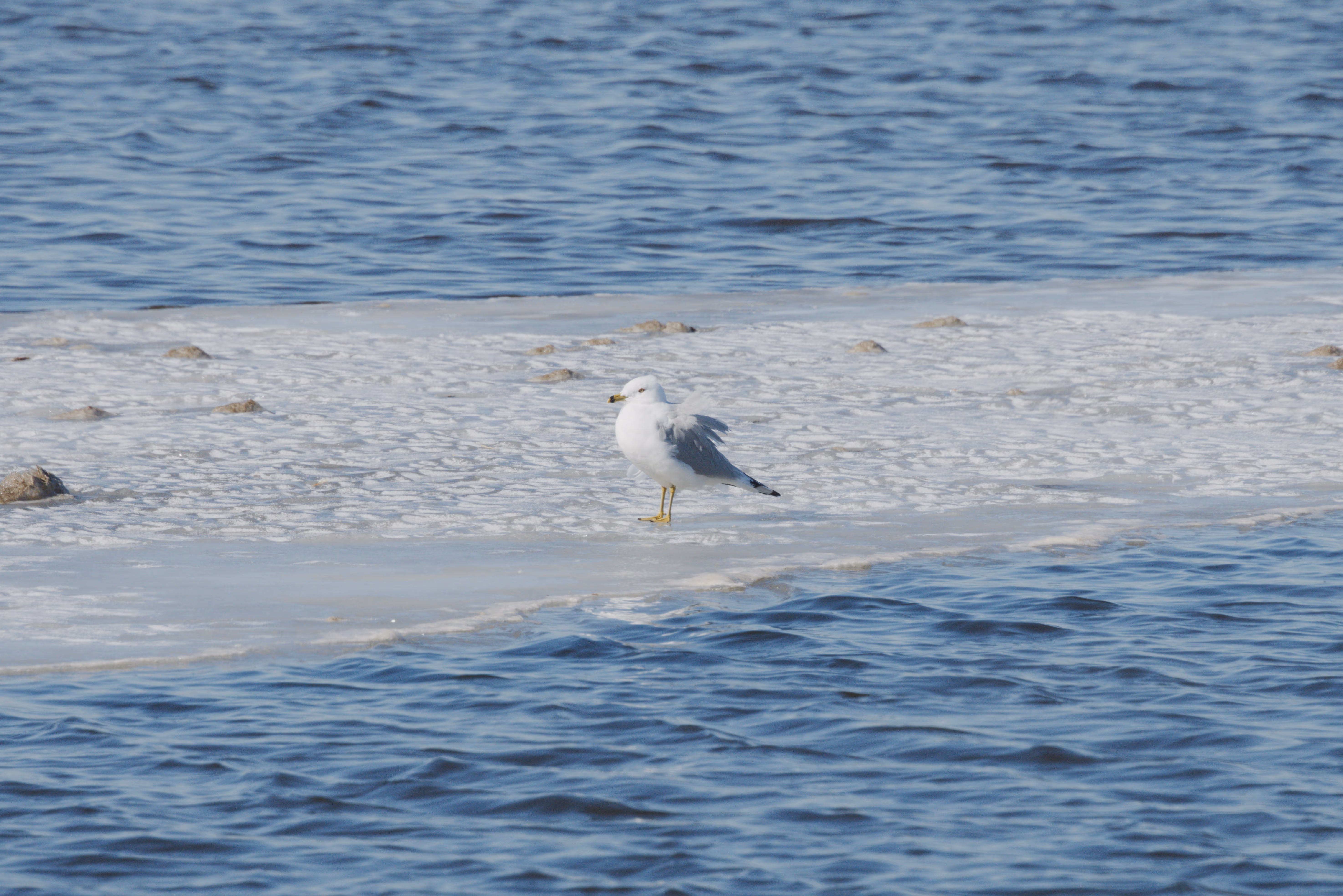 Ring-billed Gull photograph 1
