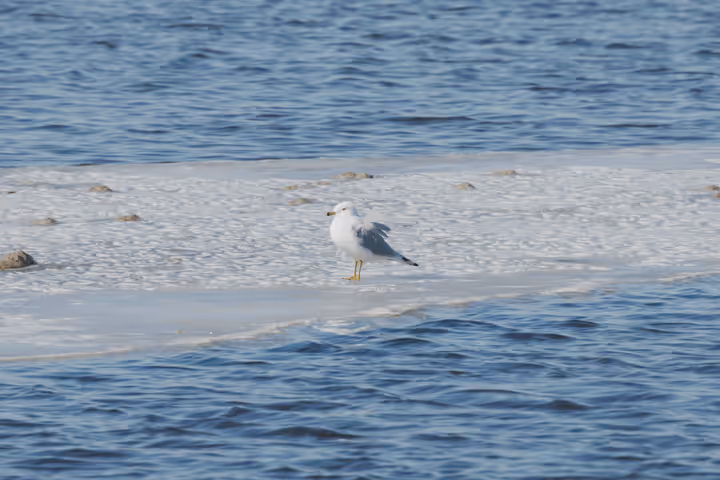Ring-billed Gull trip image
