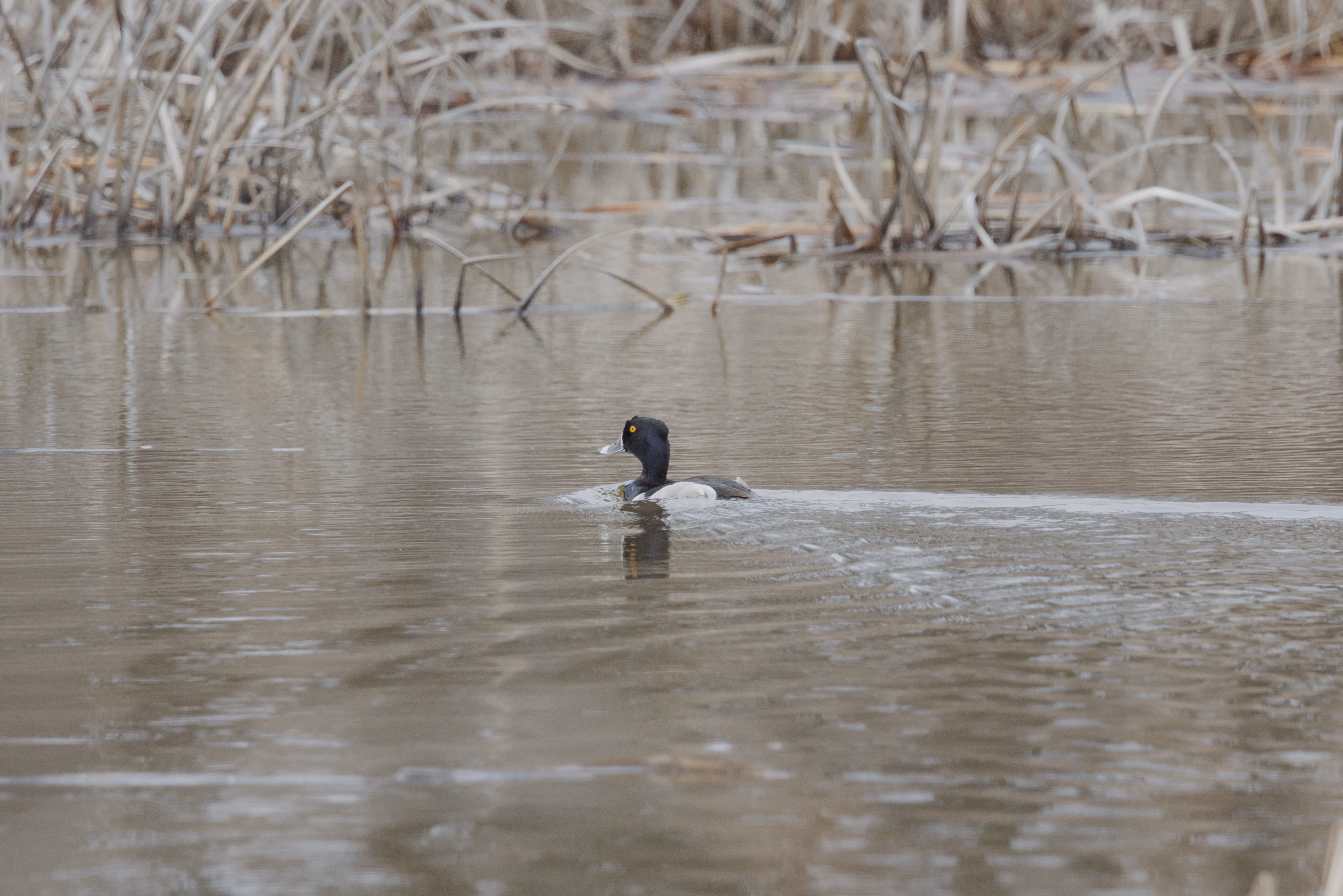 Ring-necked Duck photograph 2