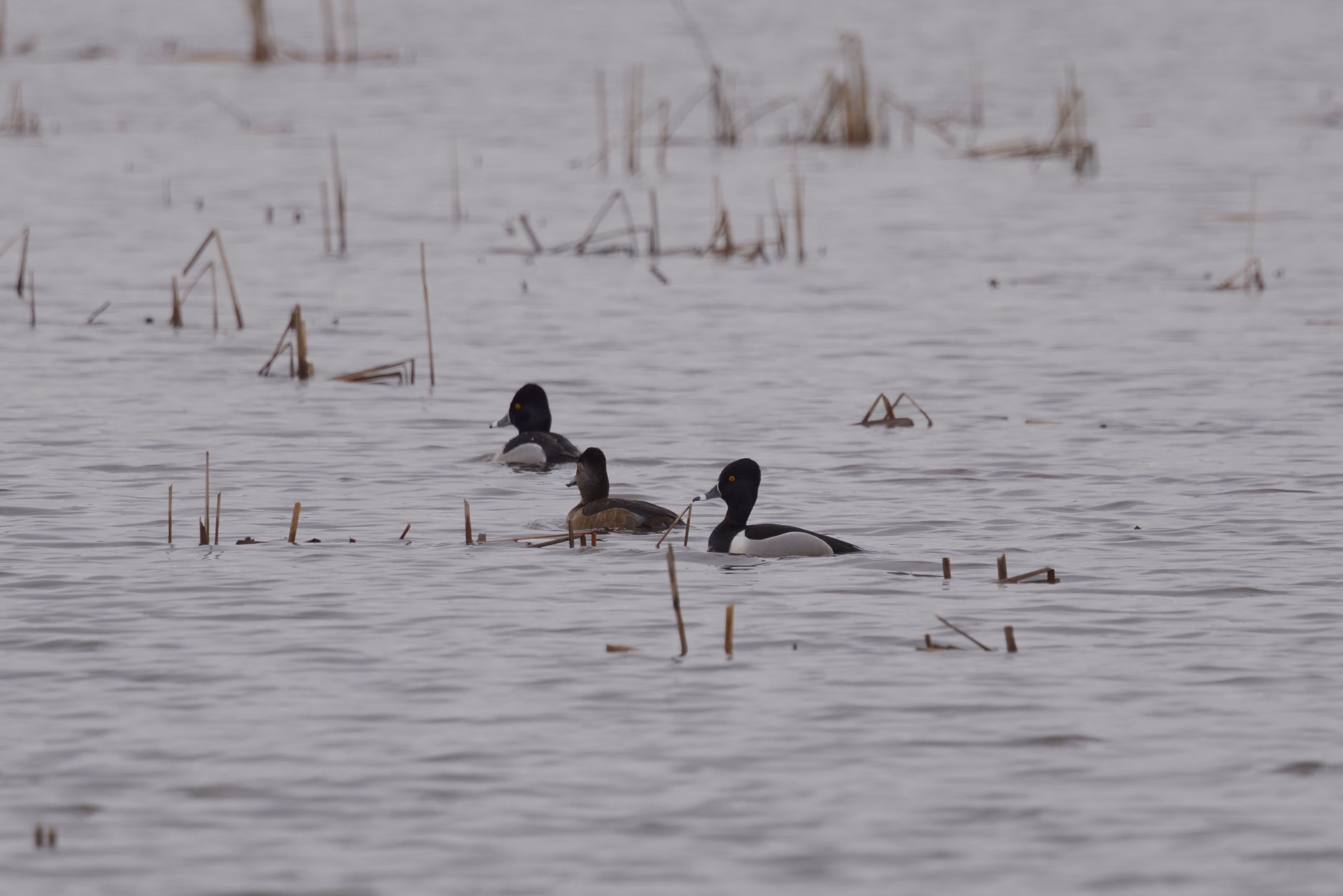 Ring-necked Duck photograph 1