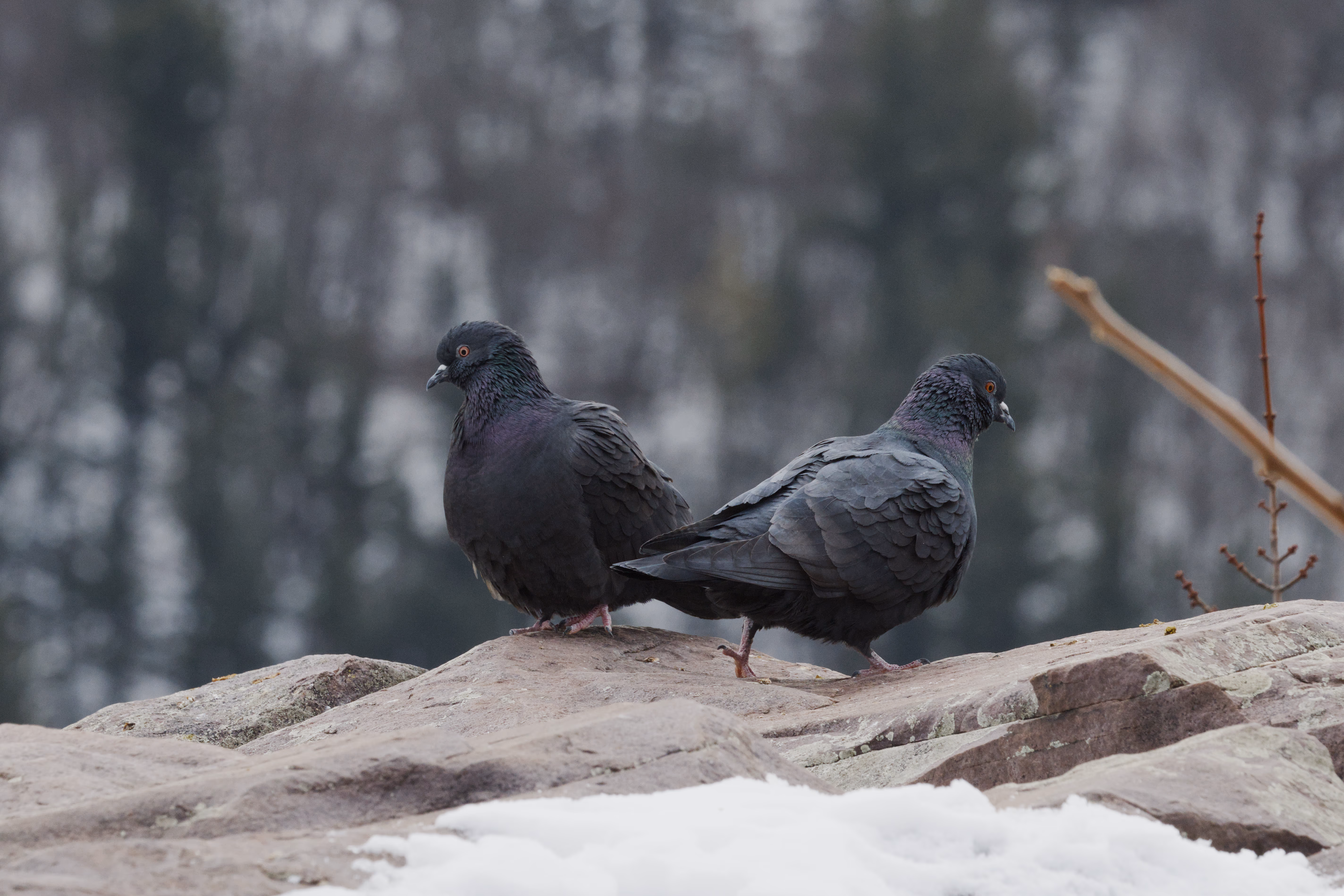 Rock Pigeon photograph 2