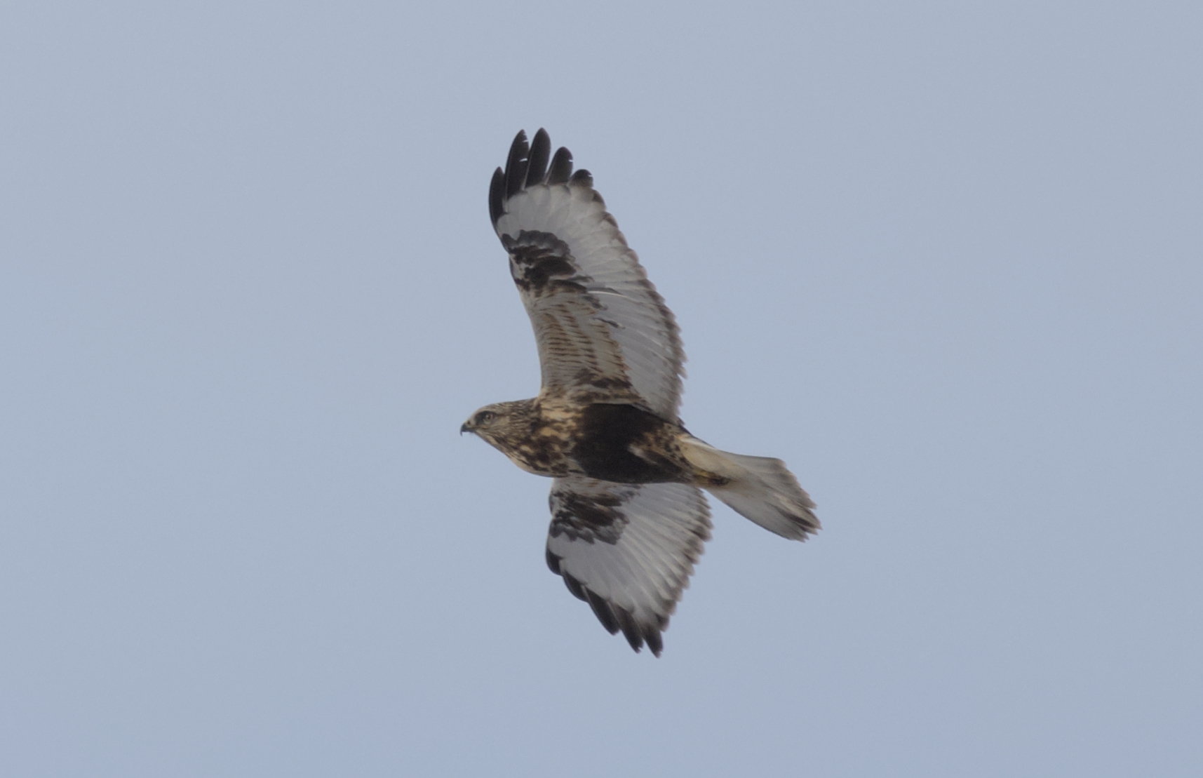 Rough Legged Hawk photograph 1