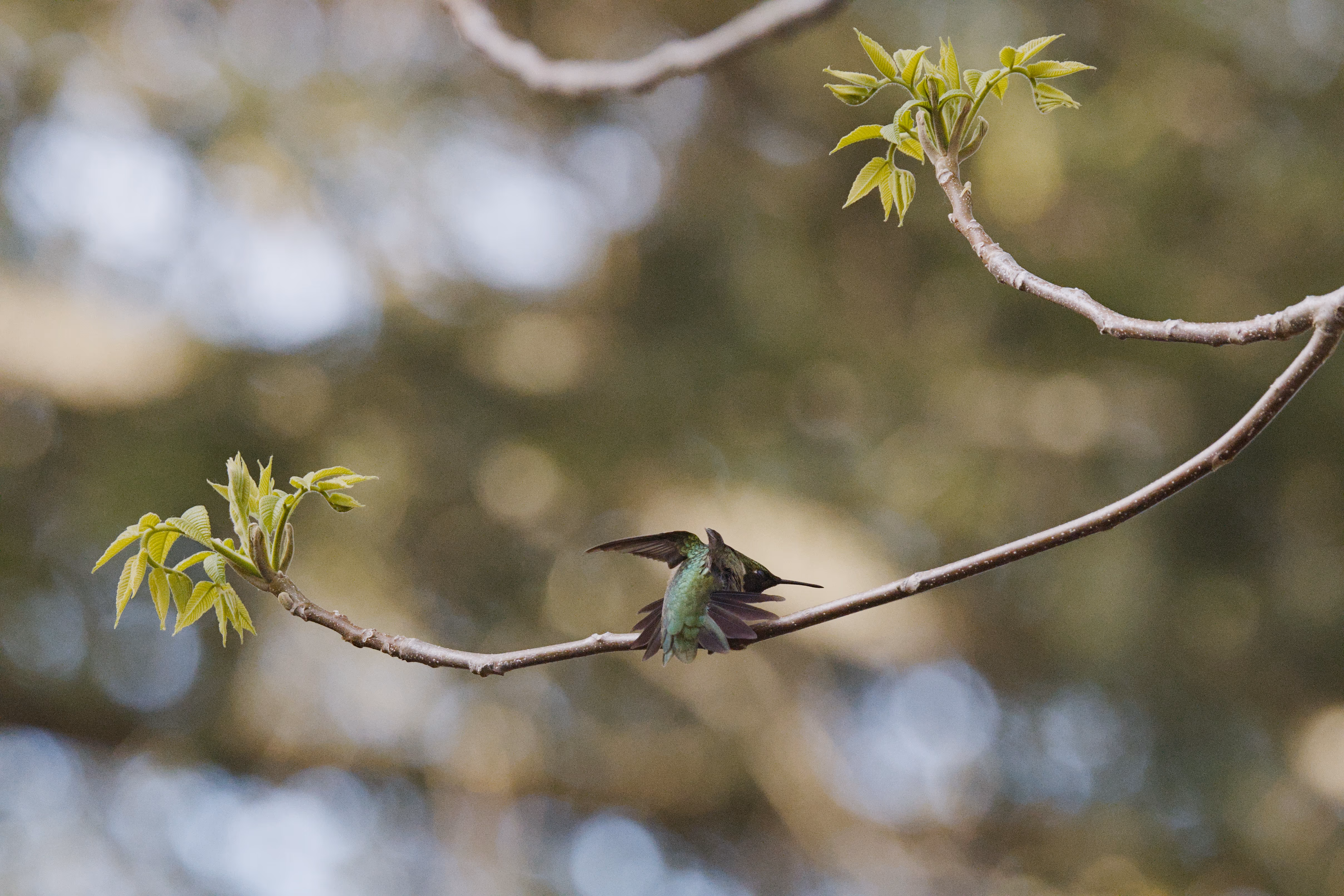 Ruby-throated Hummingbird photograph 1