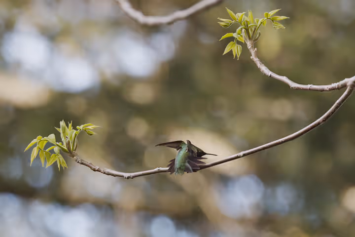 Ruby-throated Hummingbird recent capture