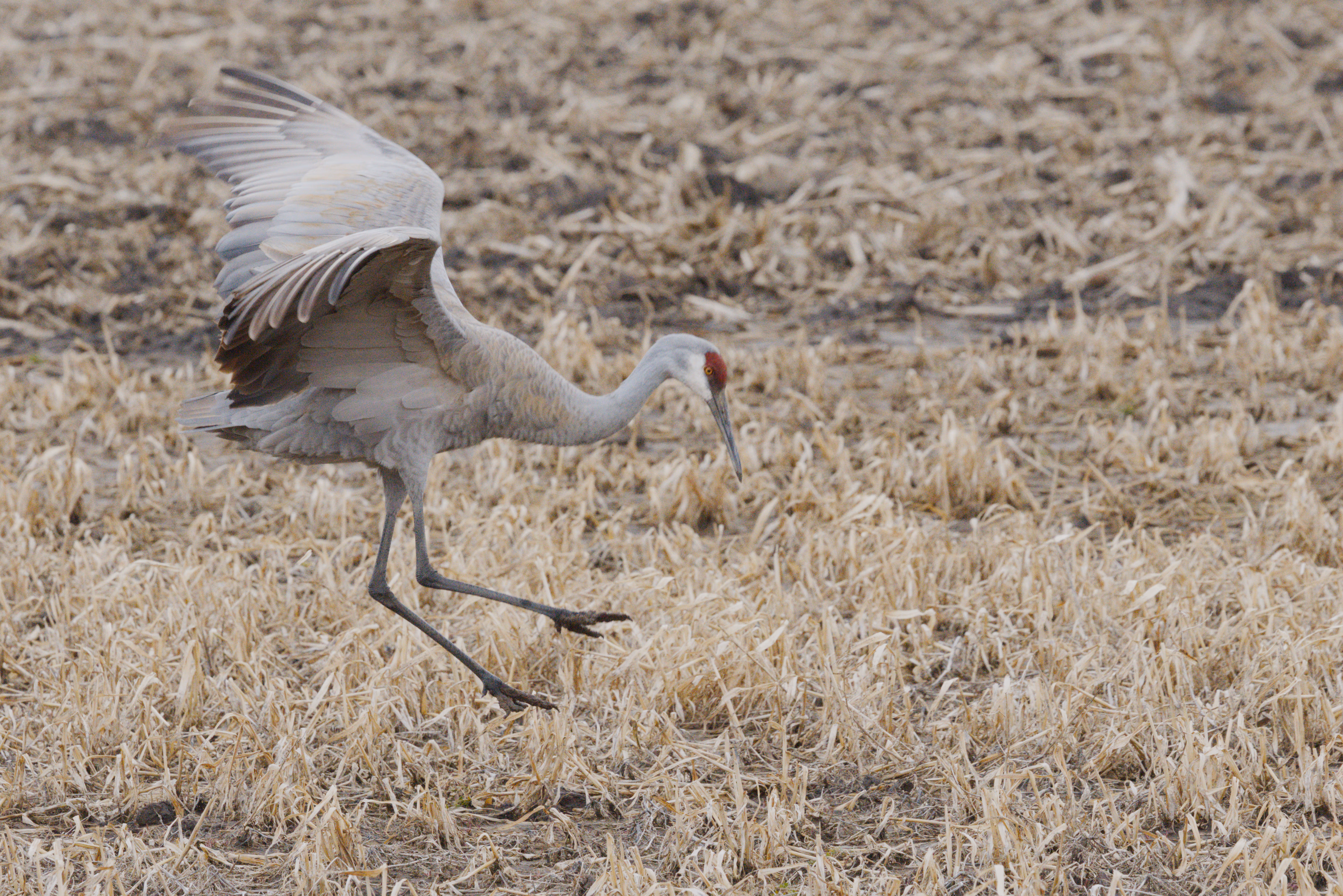 Sandhill Crane photograph 1