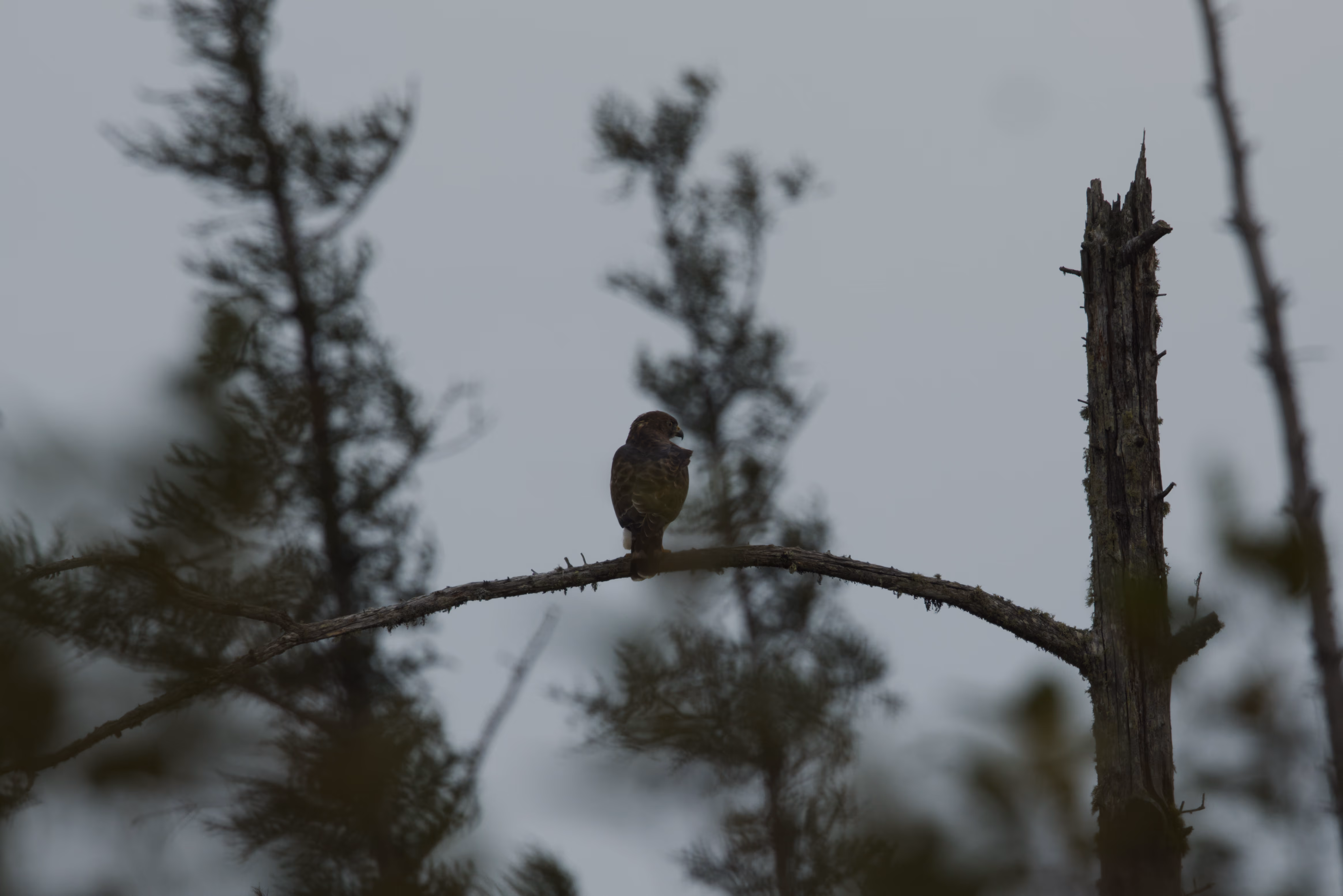 Sharp-shinned Hawk photograph 1