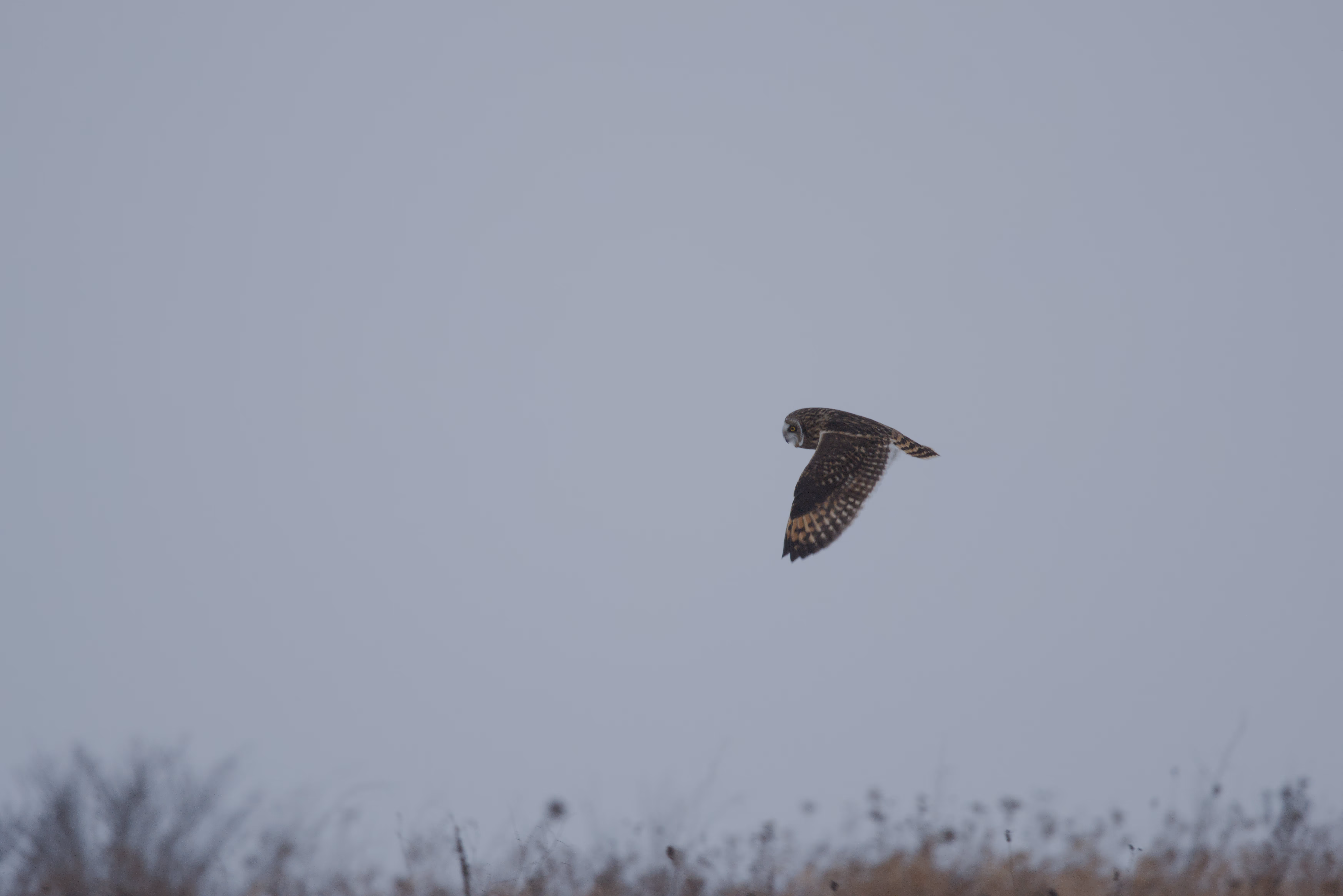 Short-eared Owl photograph 6