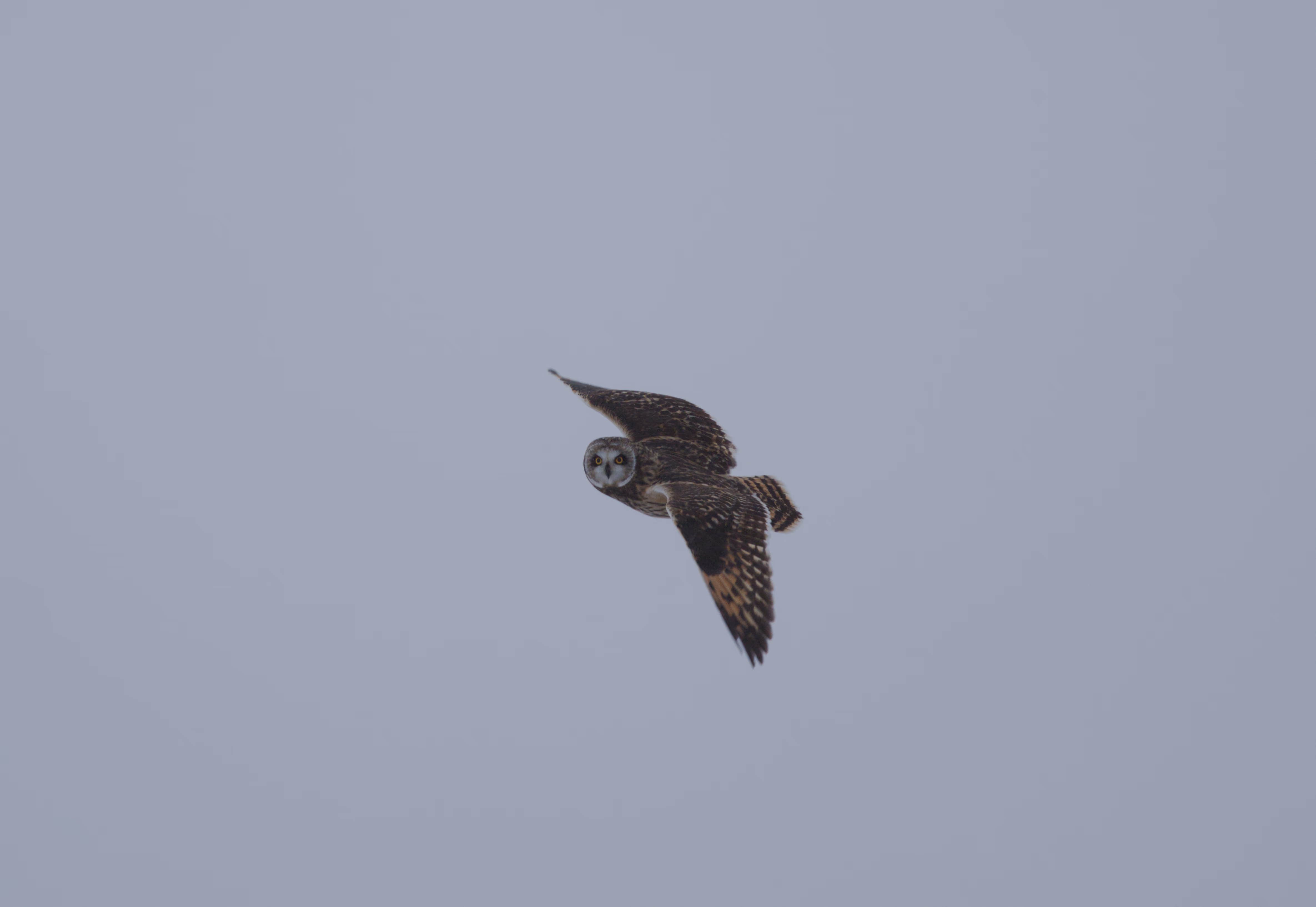 Short-eared Owl photograph 8