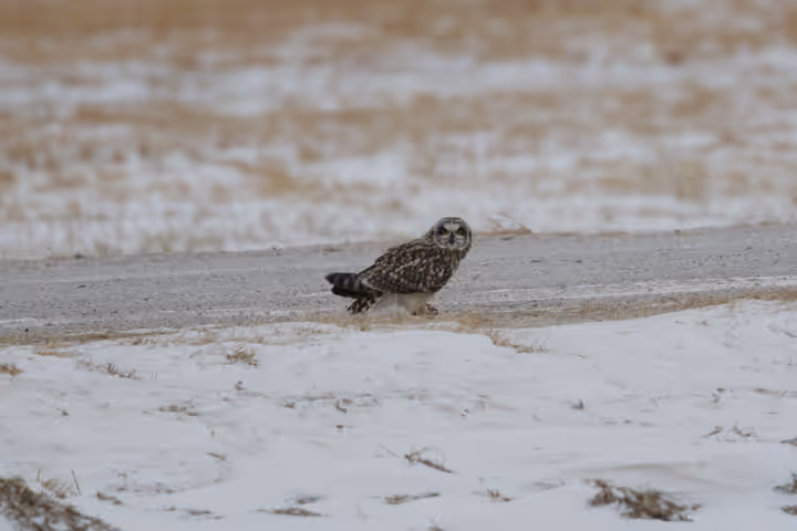 Short-eared Owl trip image
