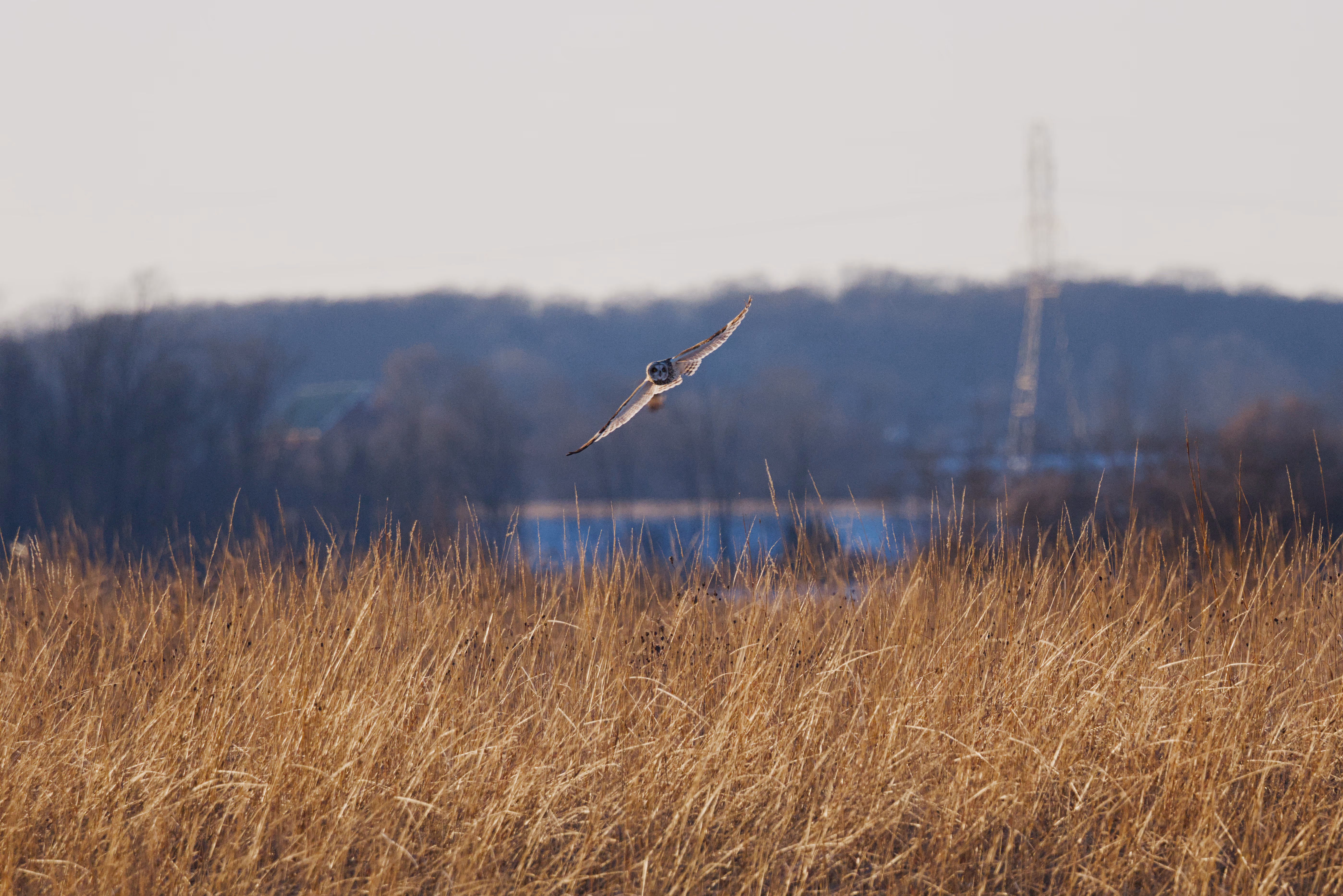 Short-eared Owl photograph 3