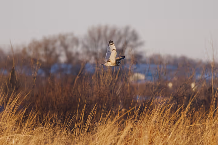 Short-eared Owl trip image