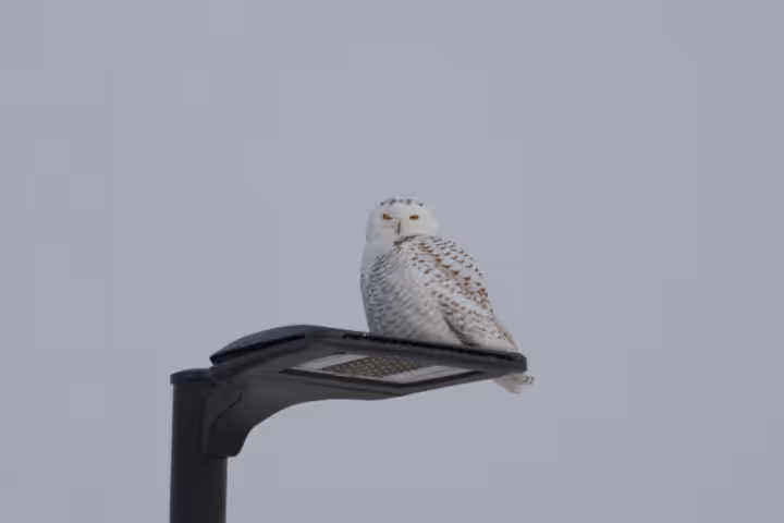 Snowy Owl trip image