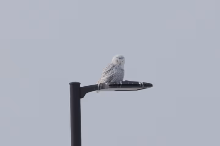 Snowy Owl trip image