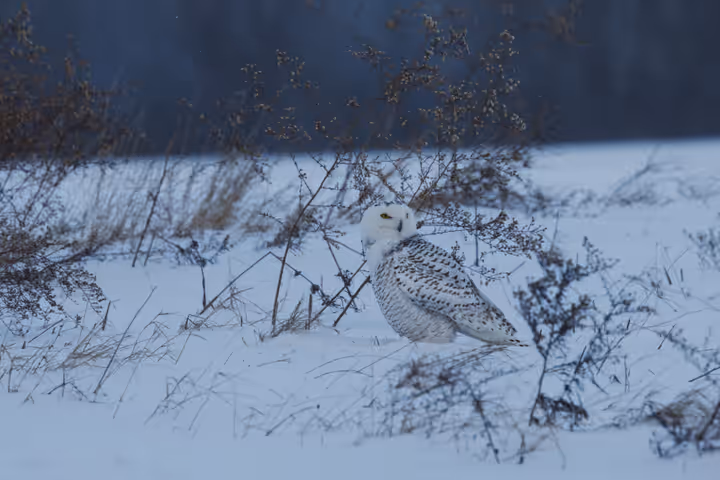 Snowy Owl trip image