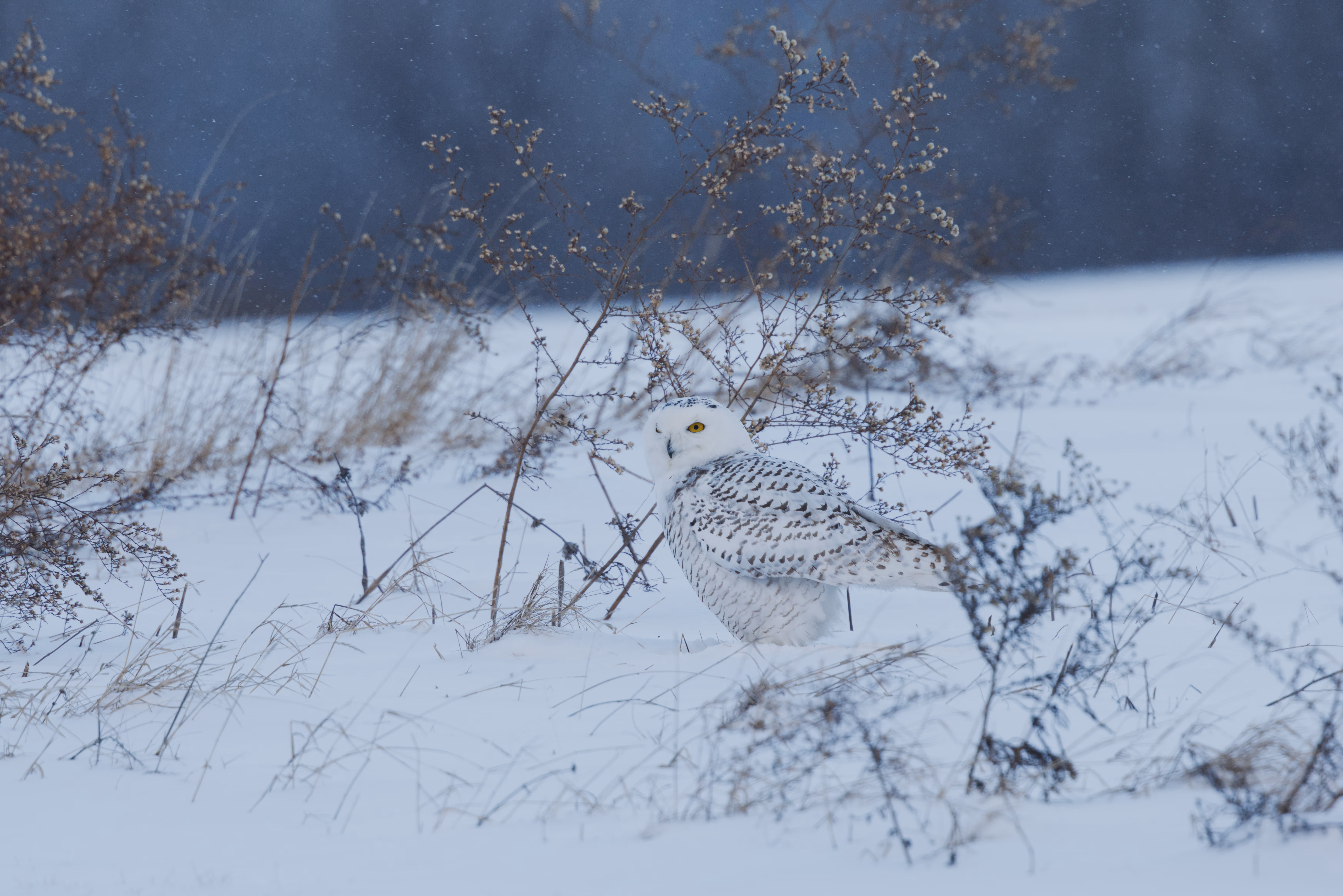 Snowy Owl trip cover