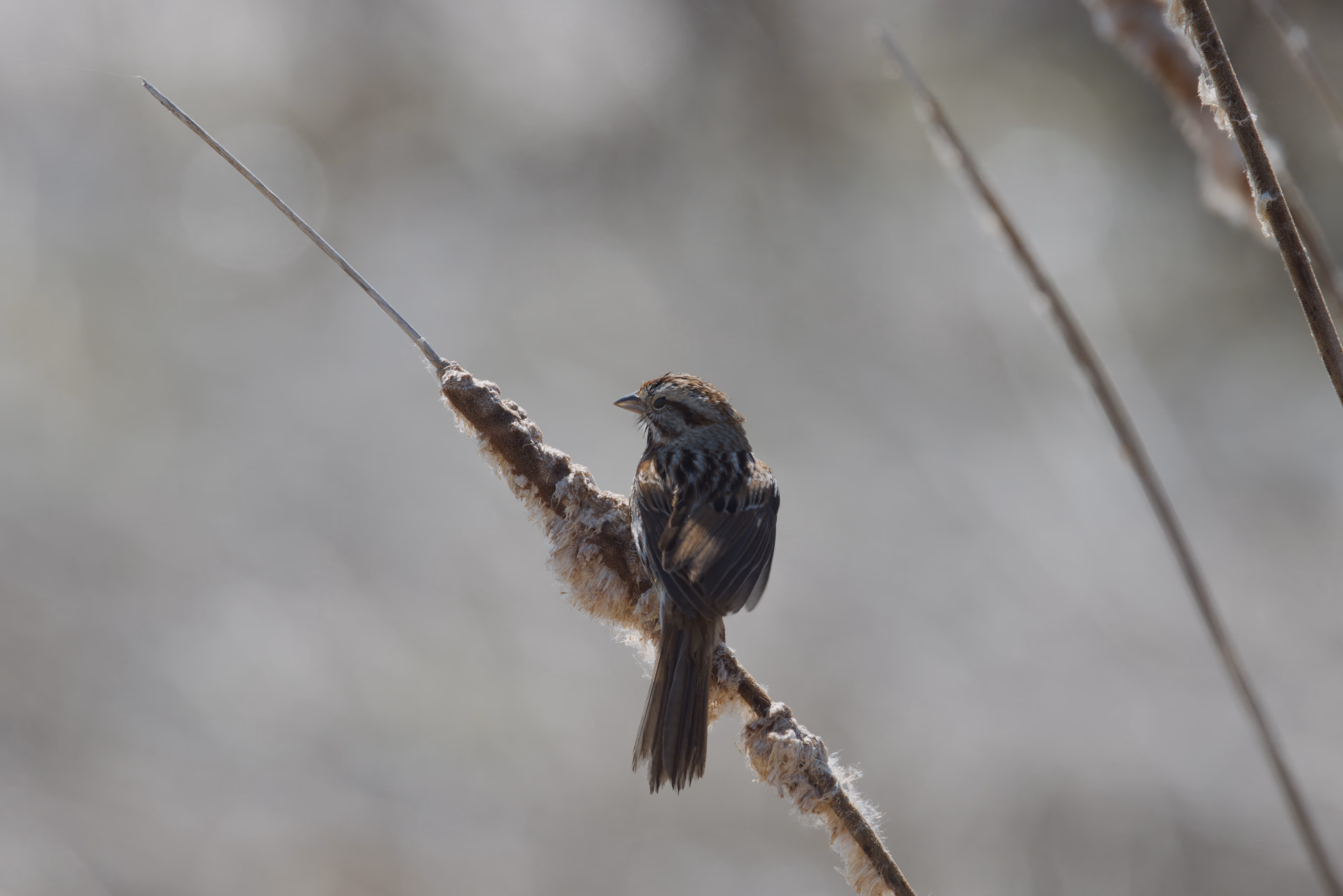 Swamp Sparrow photograph 1