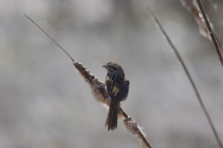 Swamp Sparrow trip image