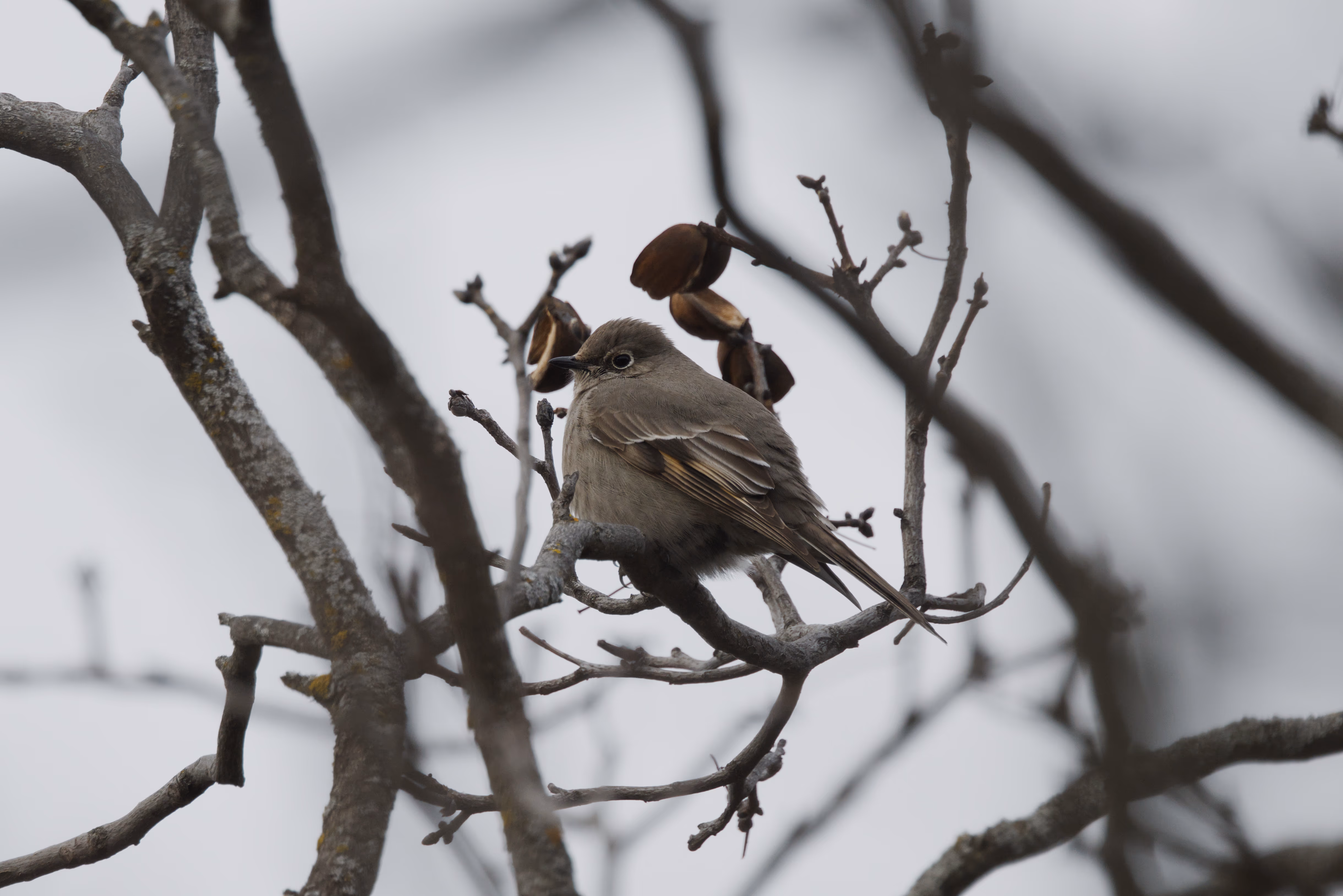 Townsend's Solitaire photograph 1