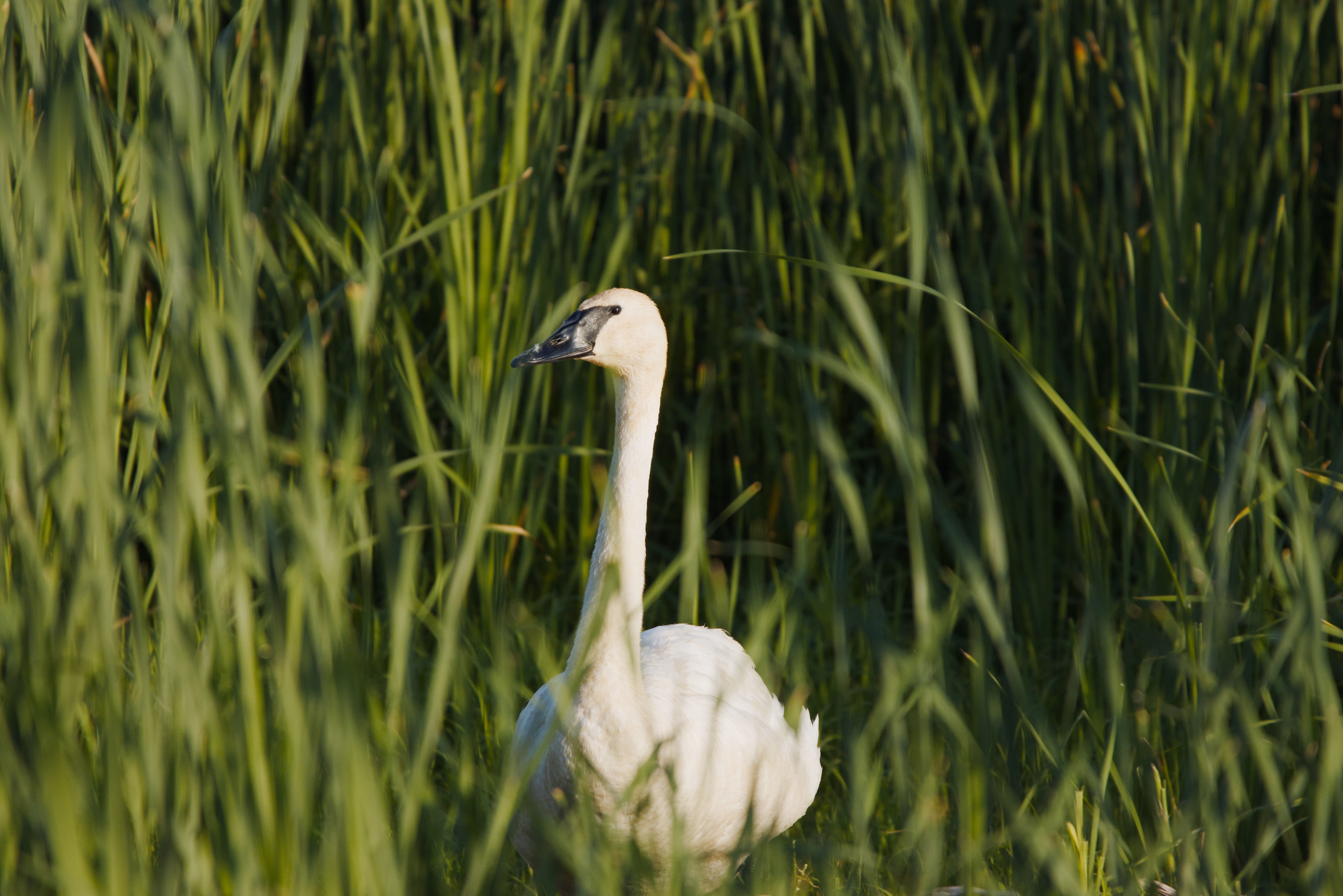 Trumpeter Swan photograph 2