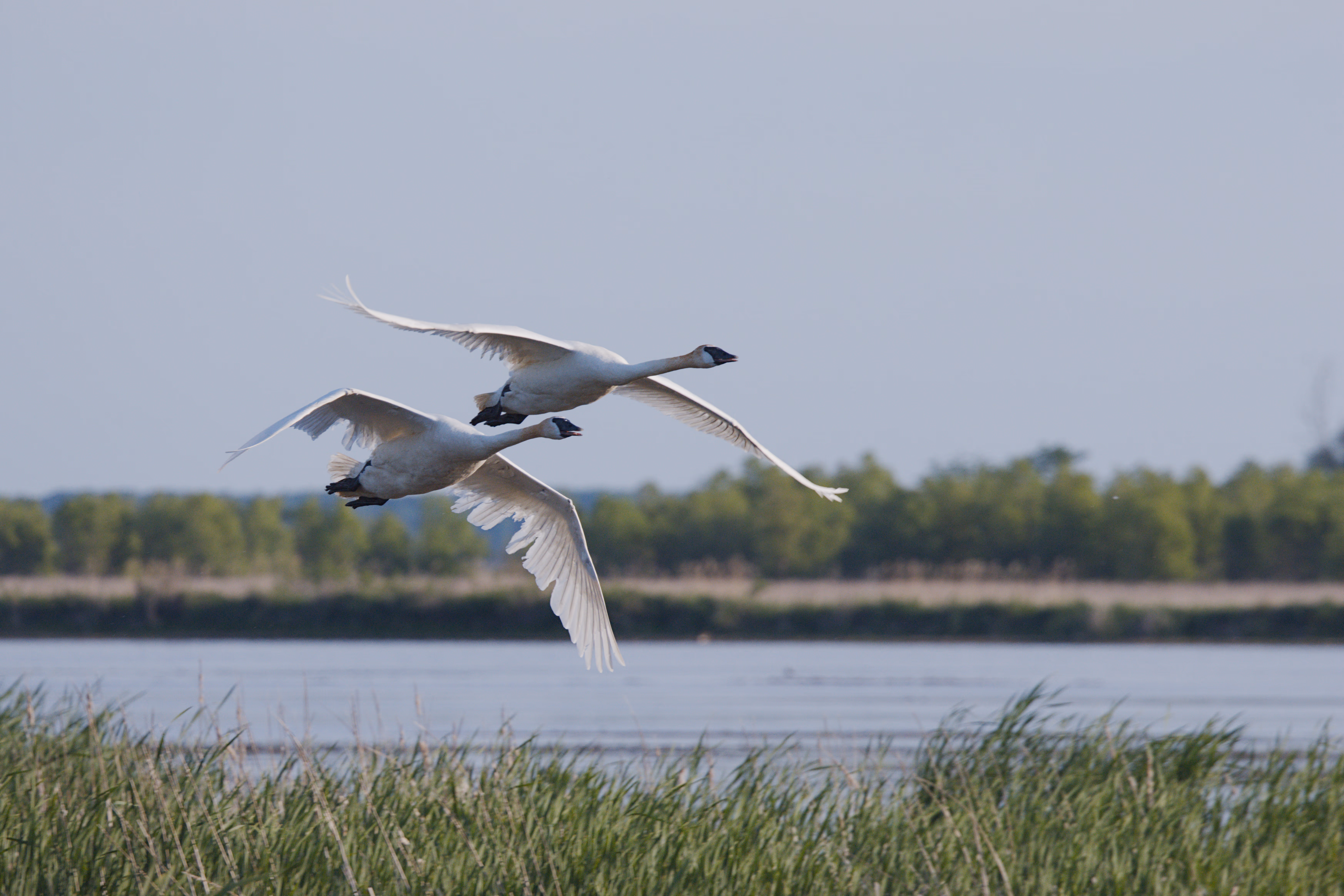 Trumpeter Swan photograph 2