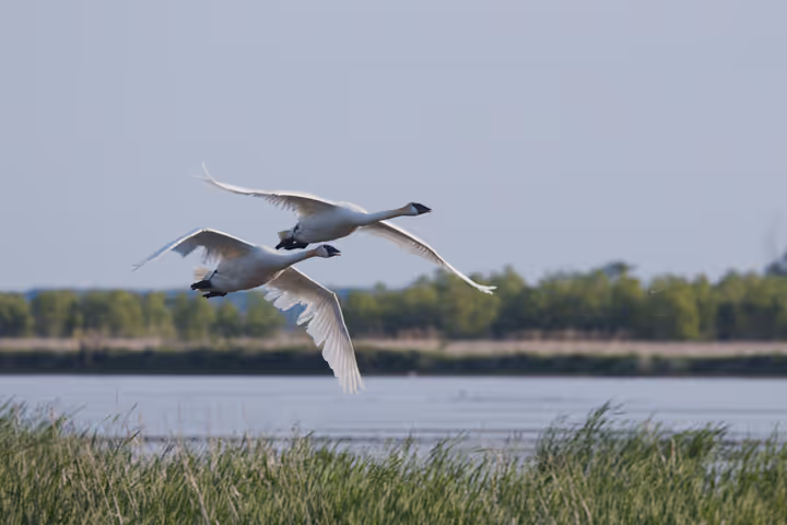 Trumpeter Swan trip image