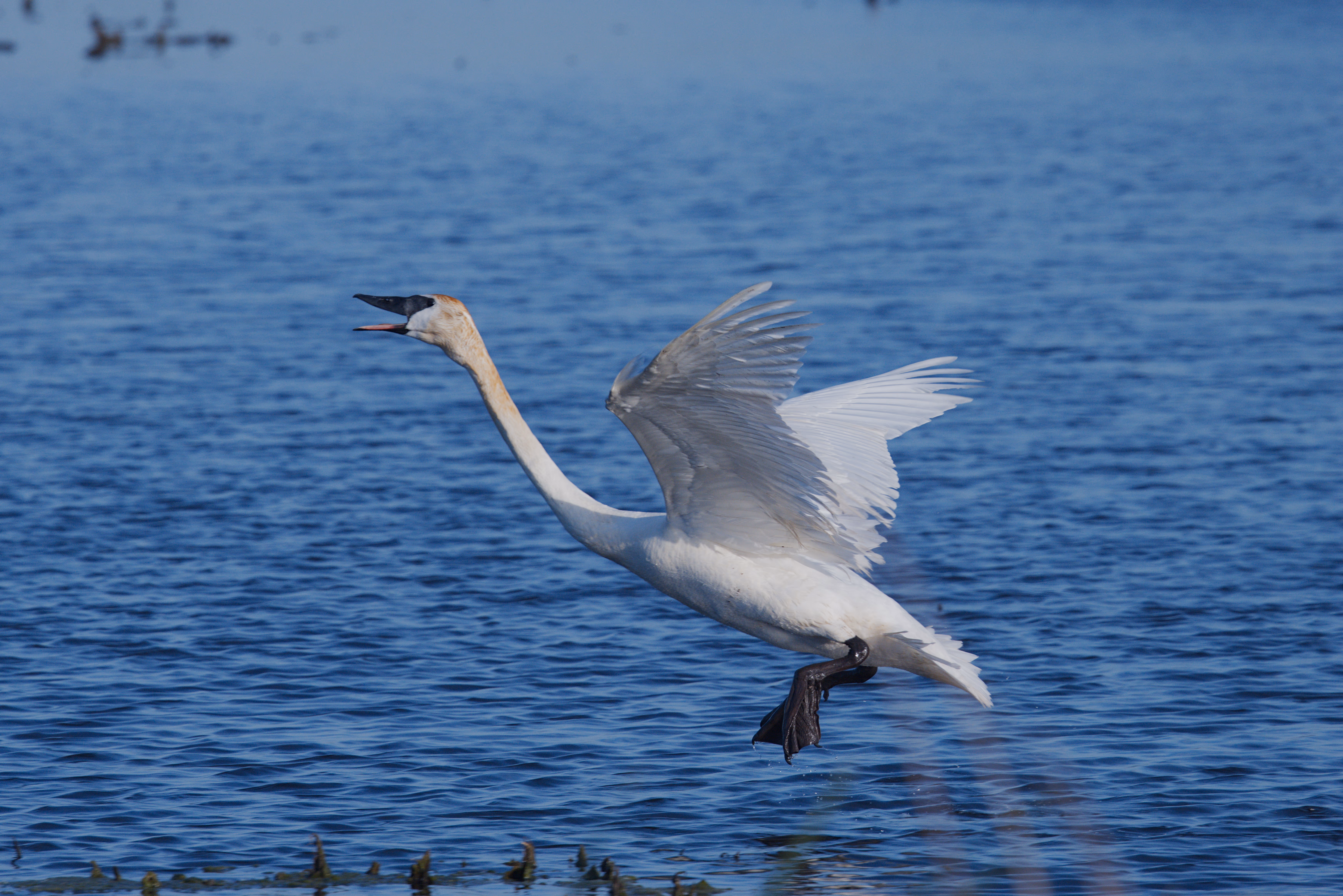 Trumpeter Swan photograph 1