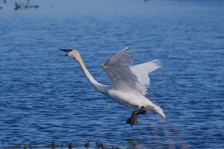 Trumpeter Swan recent capture
