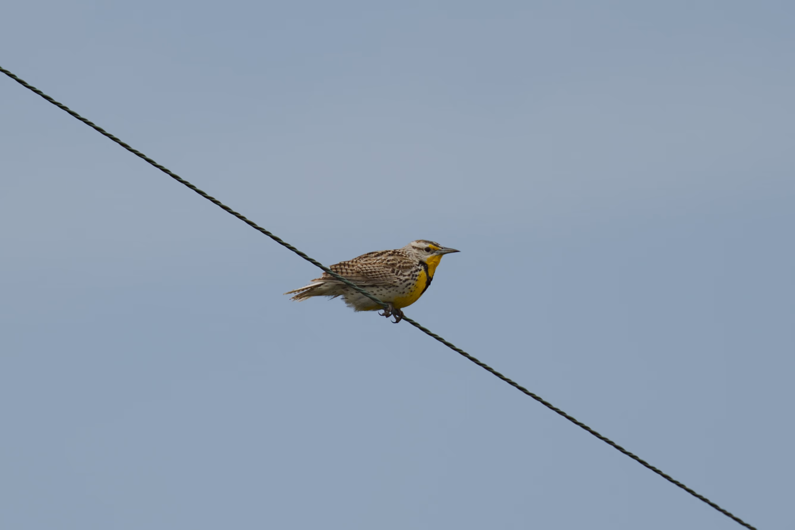 Western Meadowlark photograph 1