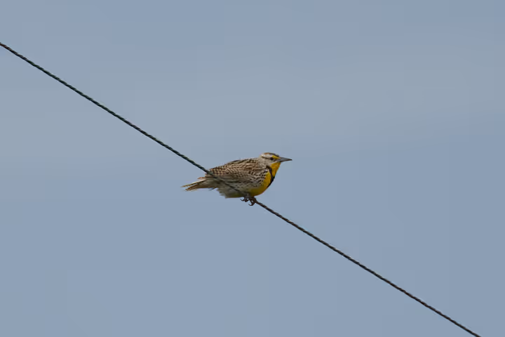 Western Meadowlark recent capture
