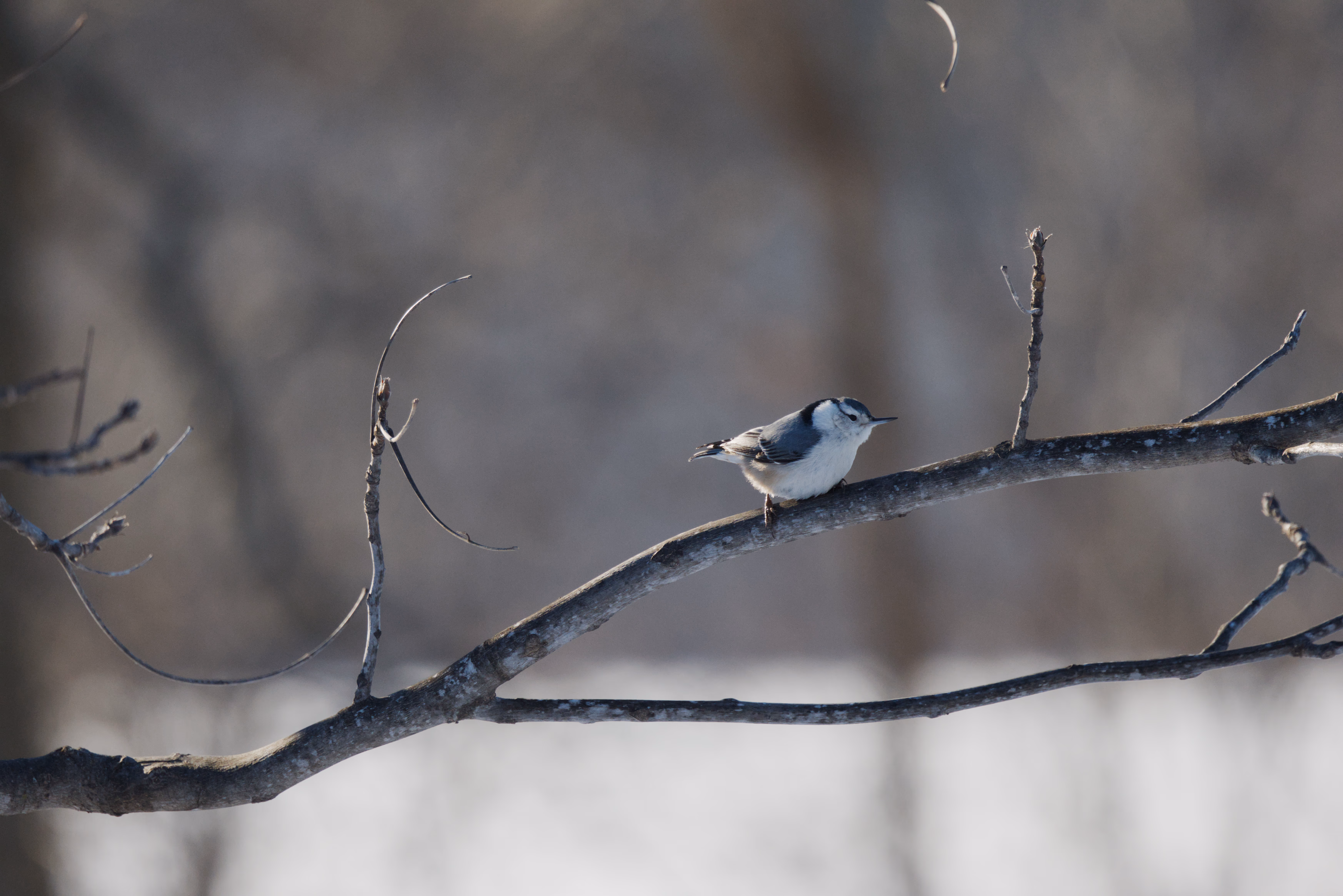 White-breasted Nuthatch photograph 2