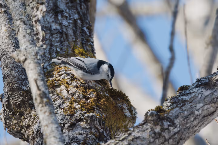 White-breasted Nuthatch recent capture