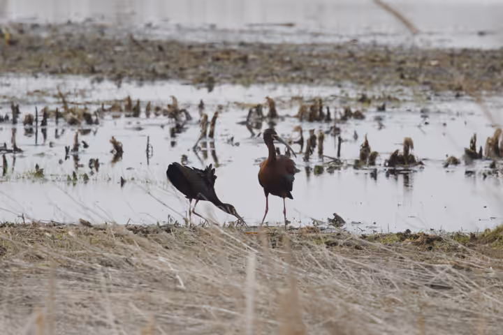 White-faced Ibis trip image