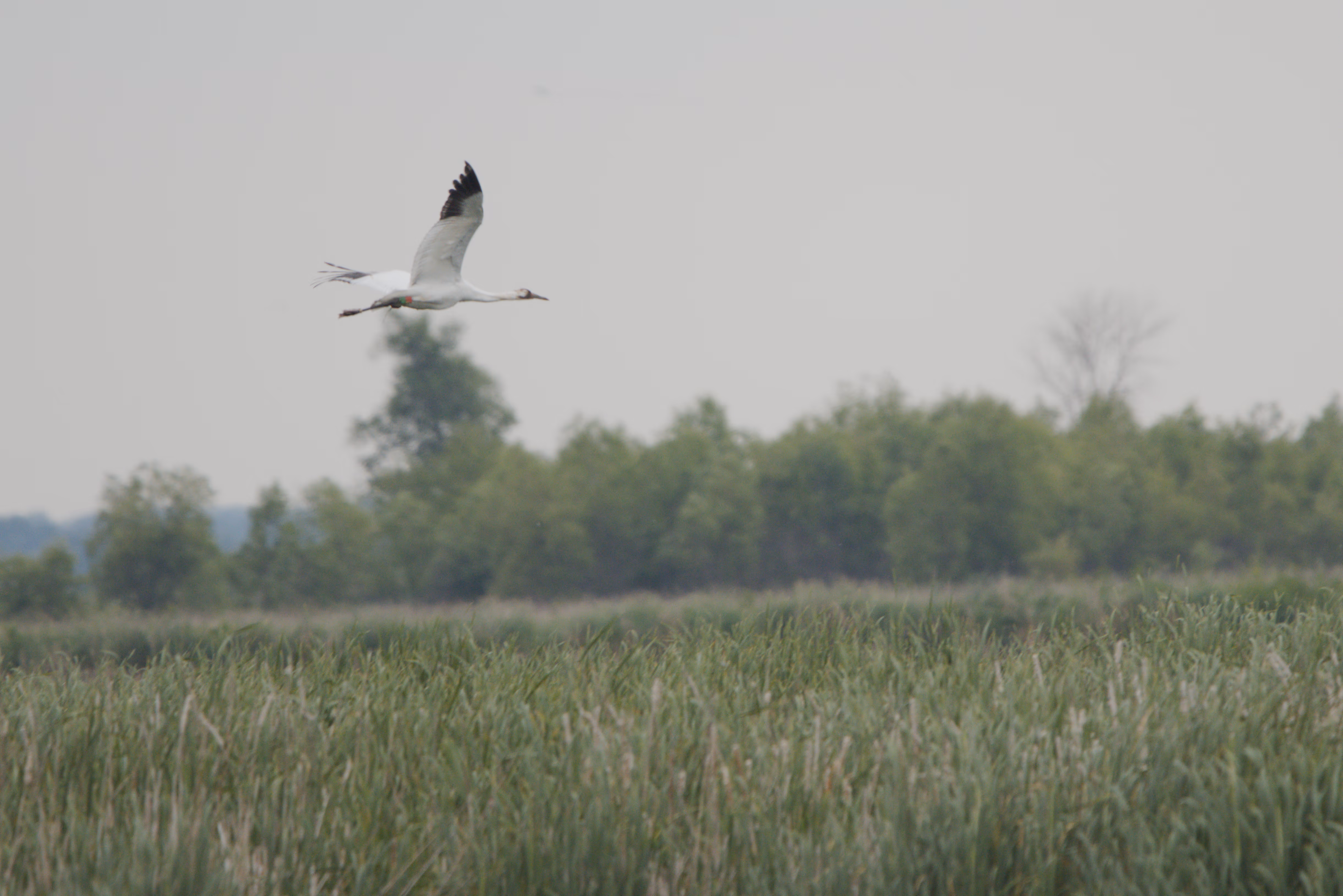 Whooping Crane photograph 1