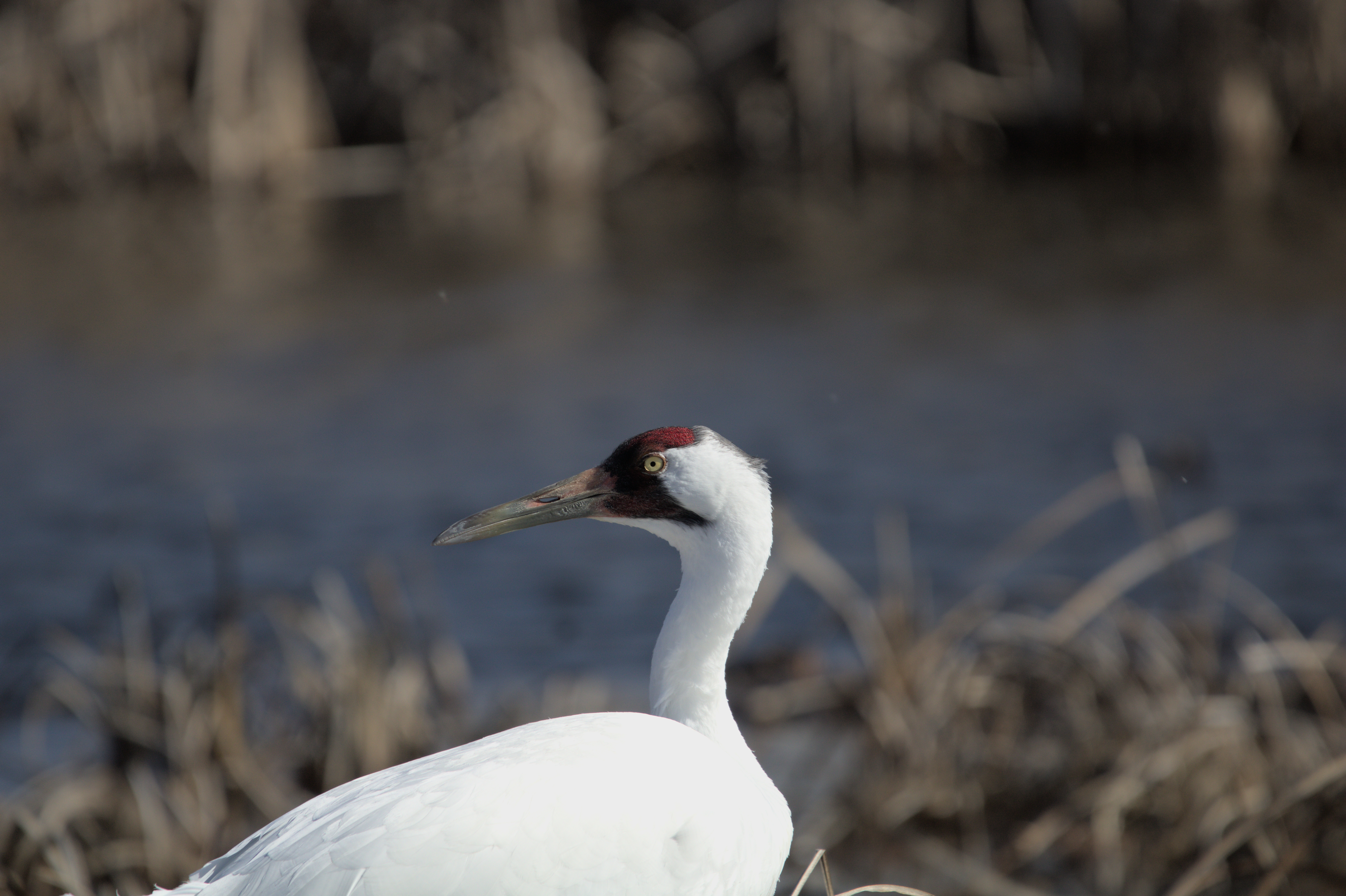 Whooping Crane photograph 1