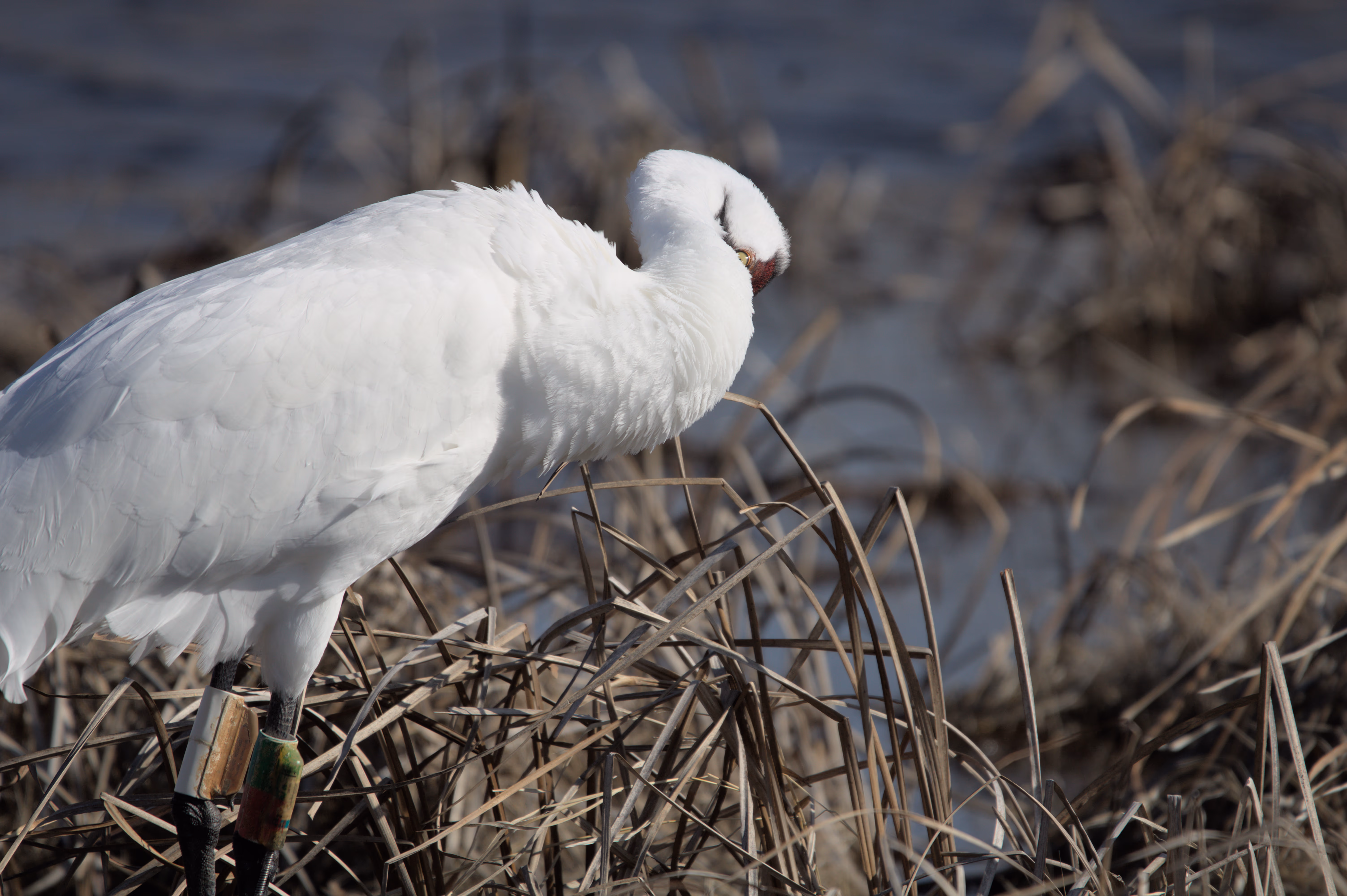 Whooping Crane photograph 4