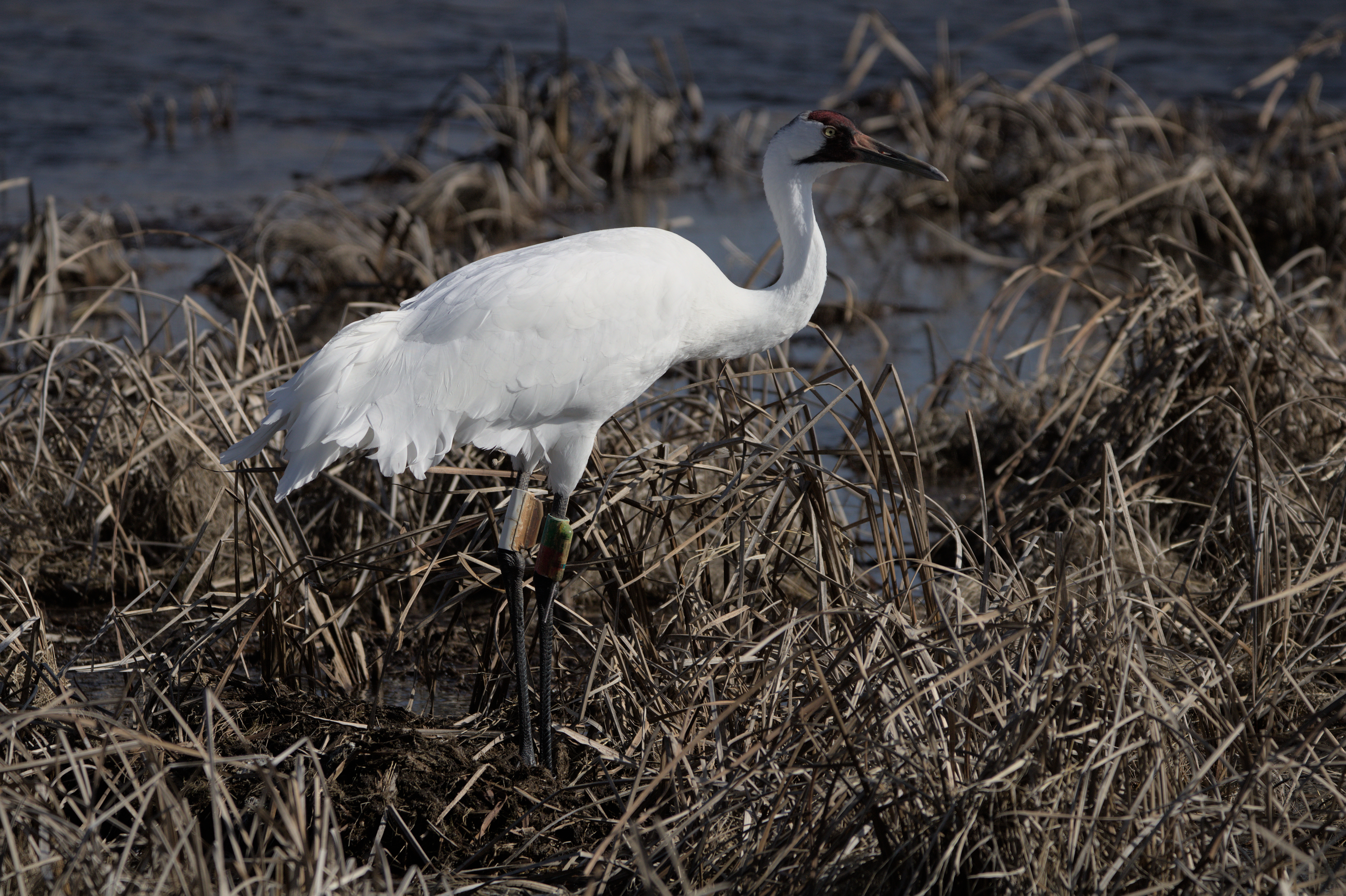 Whooping Crane photograph 4